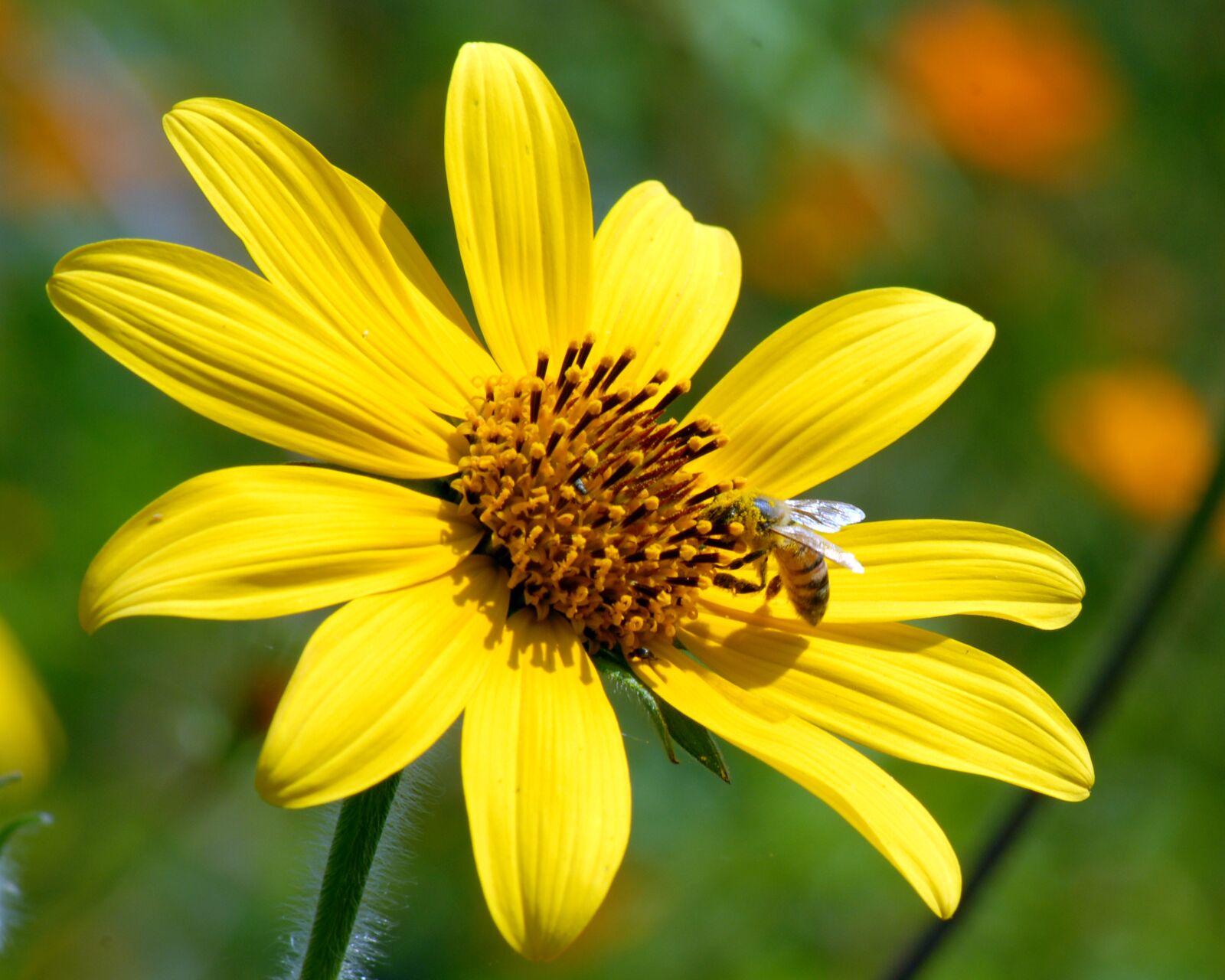 Nikon D200 sample photo. Flower, bee, wild photography