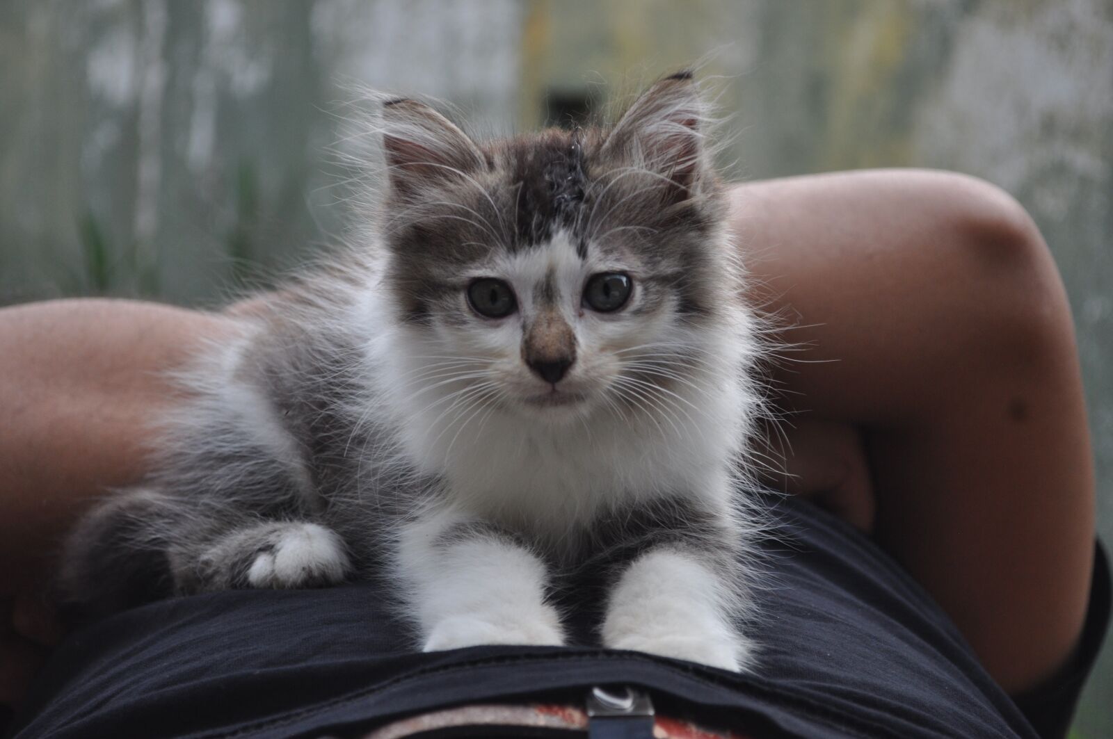 Nikon D5000 sample photo. Animals, cat, tiger photography