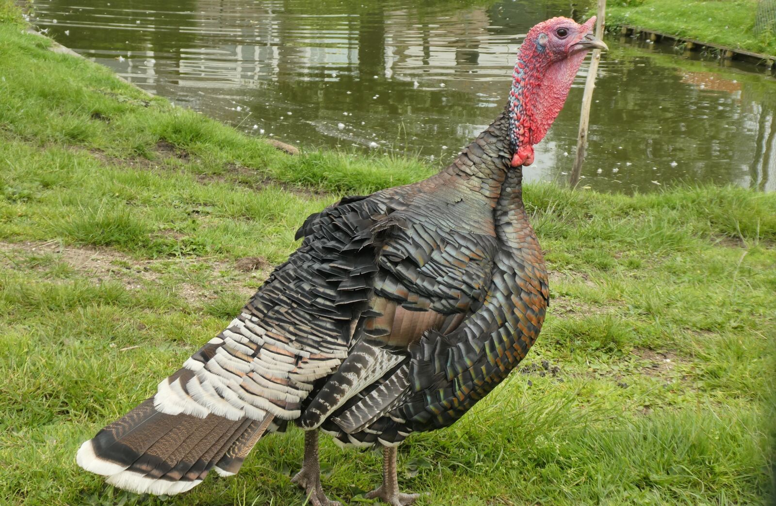 Panasonic Lumix DC-ZS70 (Lumix DC-TZ90) sample photo. Turkey, petting, feathers photography