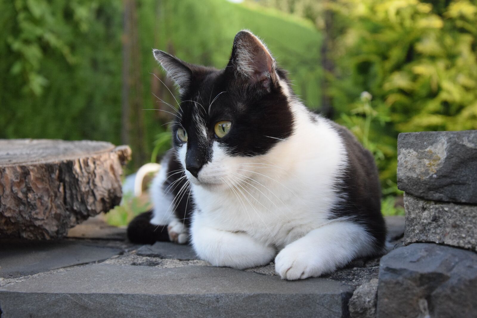 Nikon D5300 sample photo. Cat, hangover watched, black photography