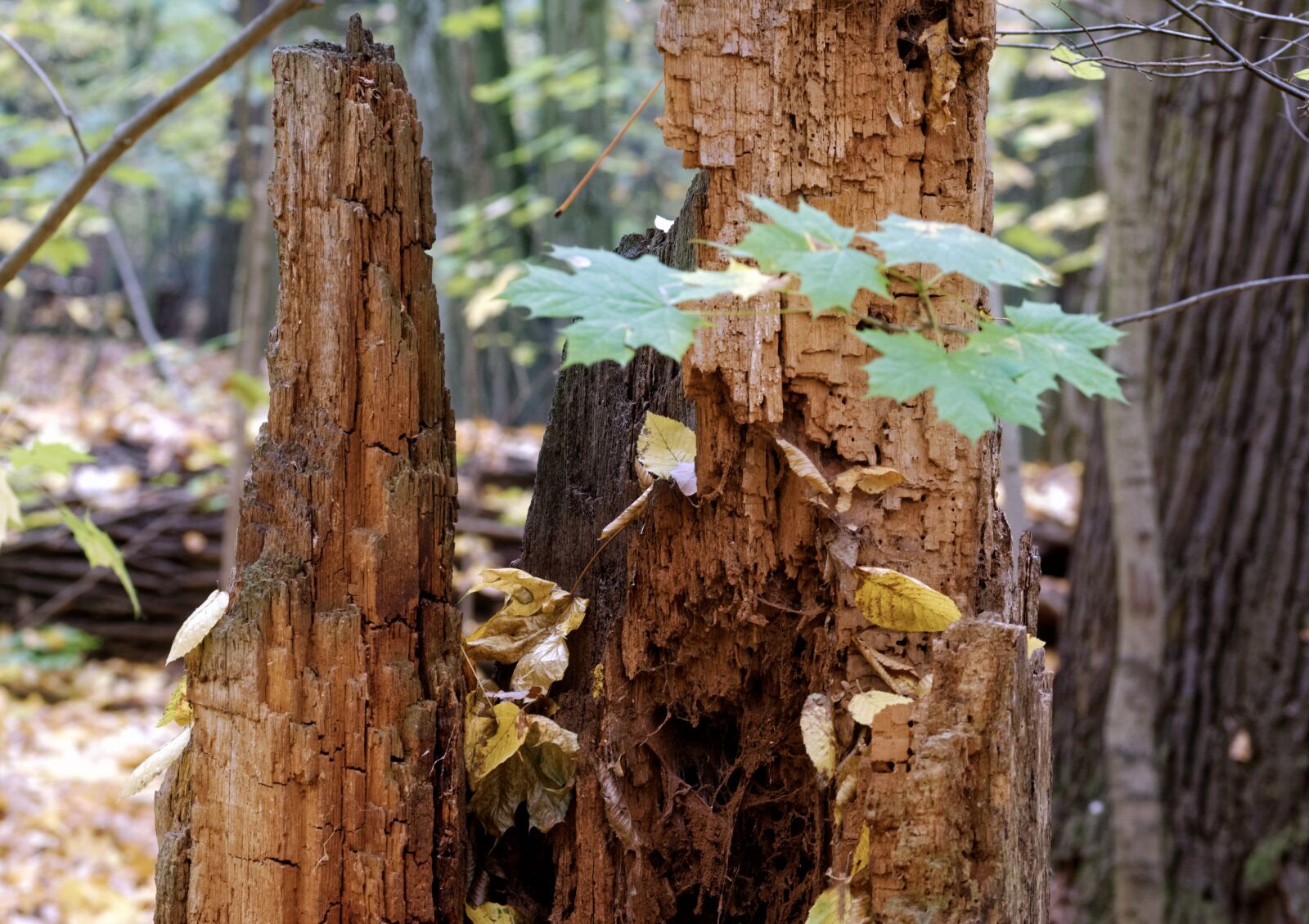 Nikon D5100 sample photo. Trunk, tree, rotten photography
