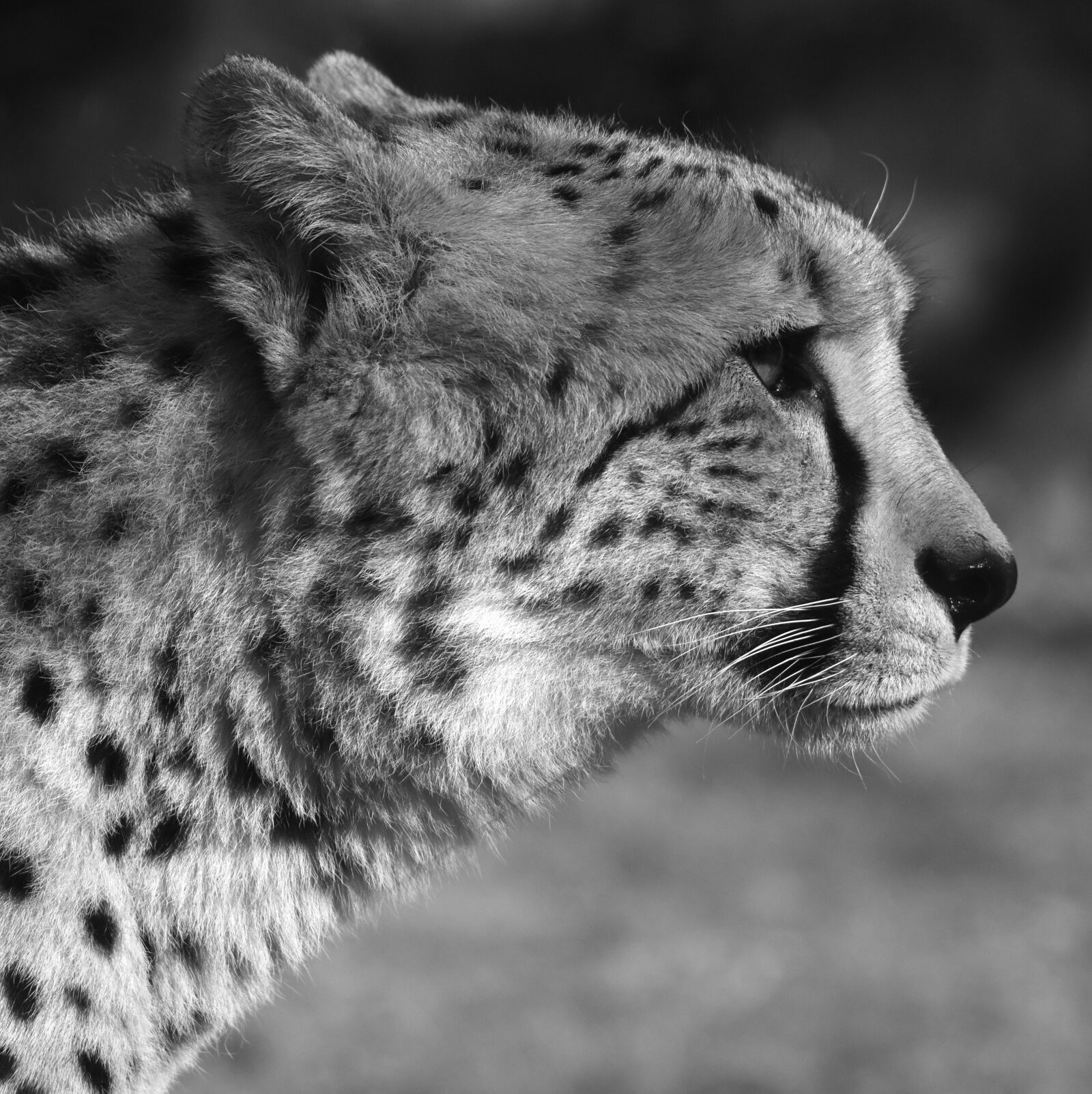 Nikon D7200 sample photo. Leopard, predator, animal photography