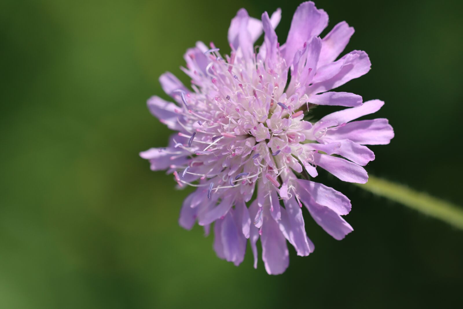 Canon EOS 90D sample photo. Flower meadow, meadow, blue photography