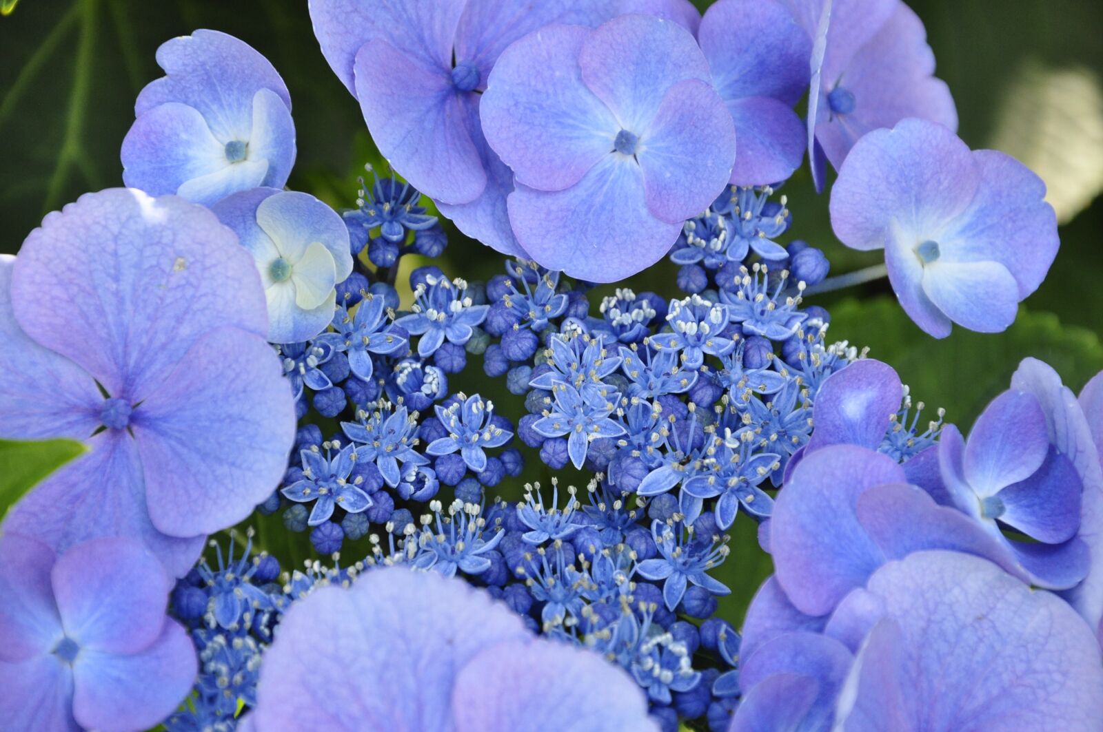 Nikon D5000 sample photo. Flowers, purple, nature photography