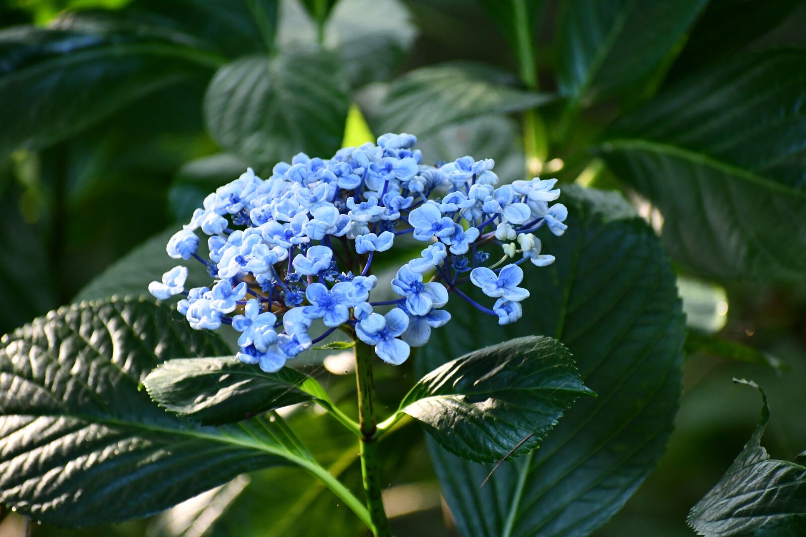 Nikon D7500 sample photo. Blue, flower, green photography