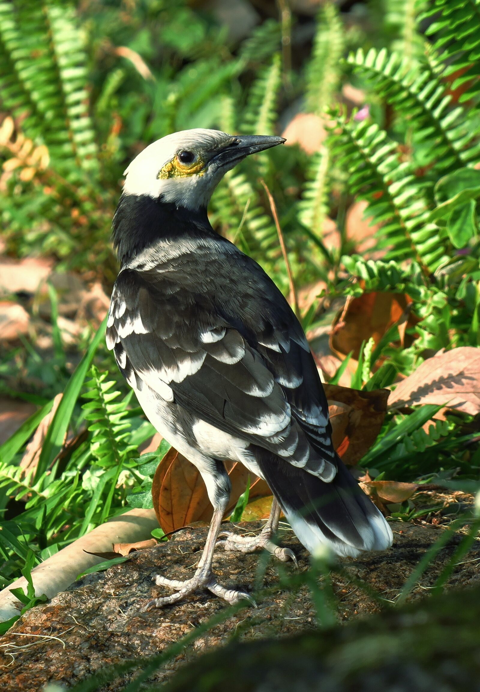 Canon PowerShot G3 X sample photo. 黑领椋鸟, bird, wildlife photography