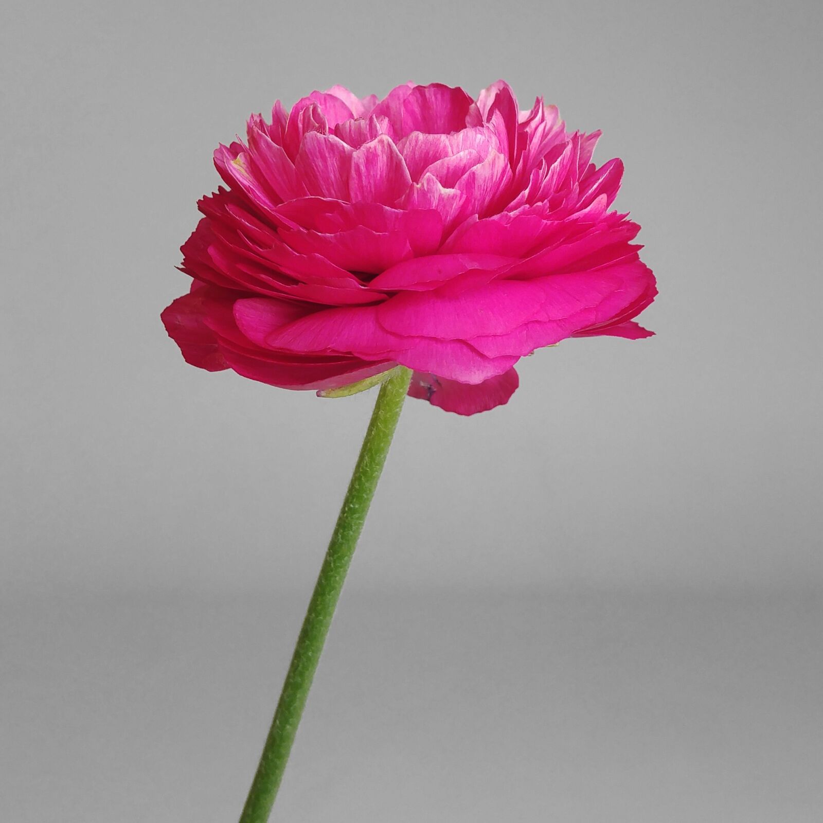 LG G4 sample photo. Flower, rosa, linda photography