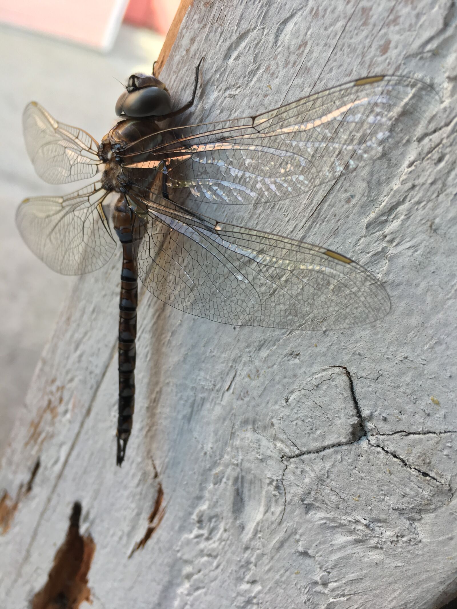 Apple iPhone 6s Plus sample photo. Dragonfly, black, wings photography