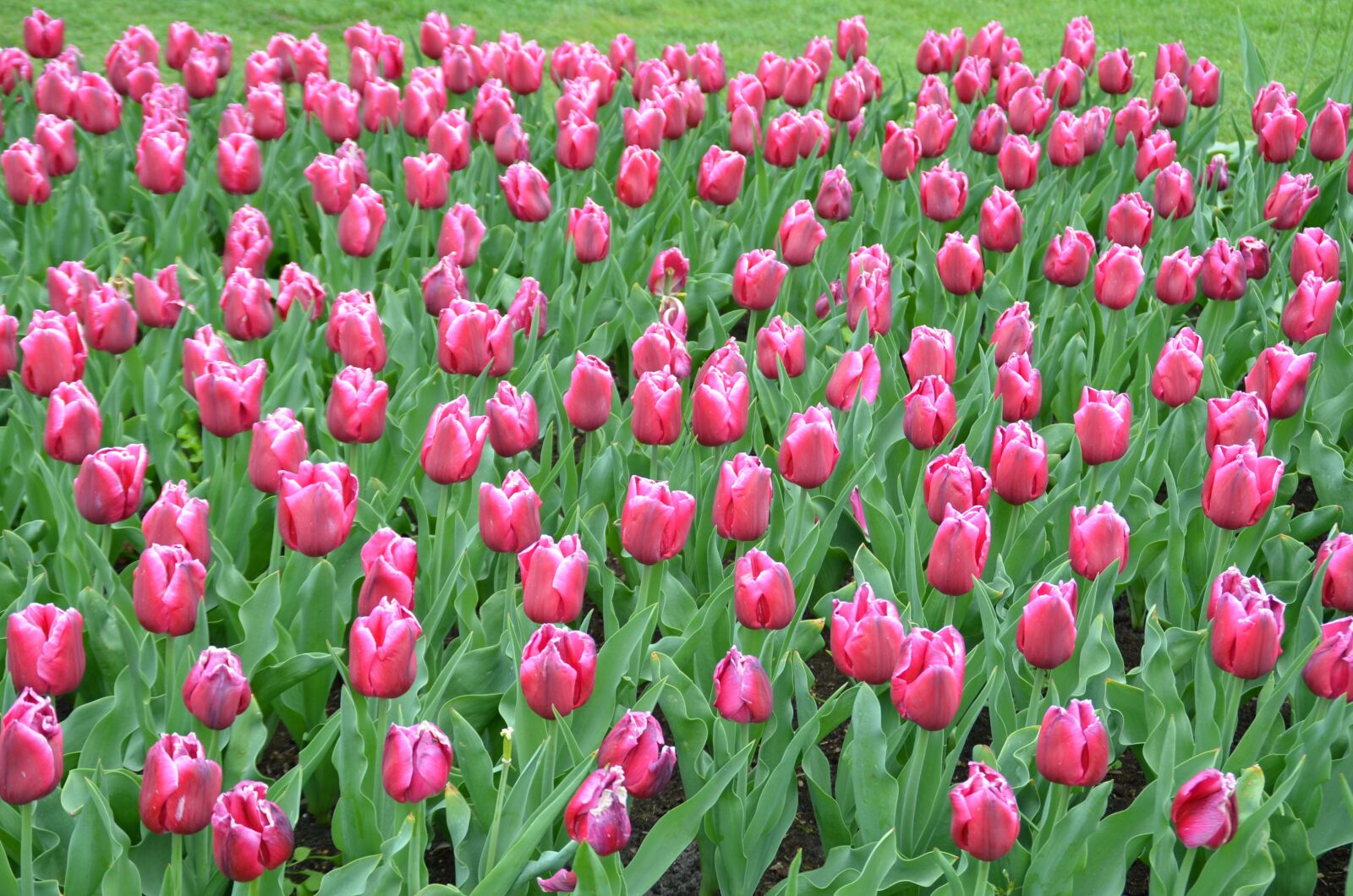 Nikon D5100 sample photo. Tulip field, keukenhof, holland photography