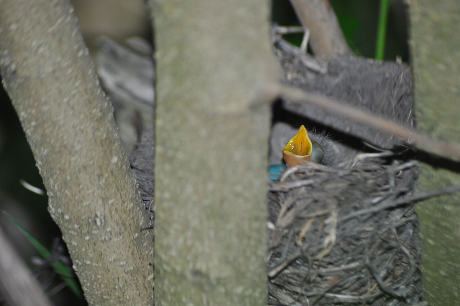 Nikon D5000 sample photo. Baby, needy, young photography