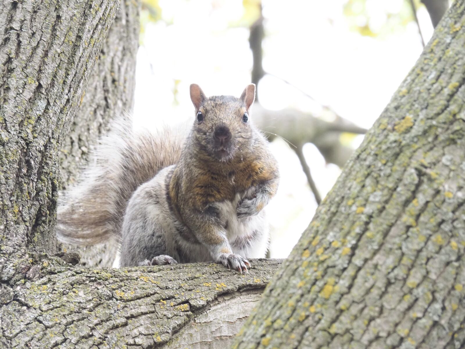 Olympus OM-D E-M5 III sample photo. Squirrel, tree, nature photography