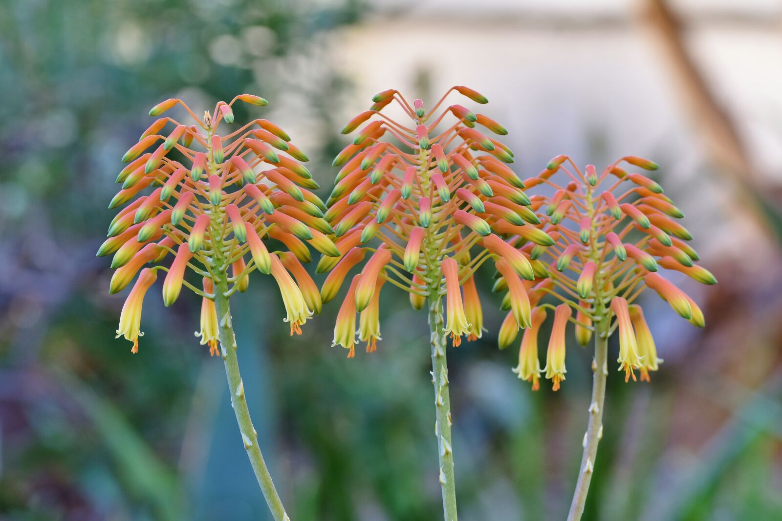 Nikon D7200 sample photo. Torch lily, rocket flower photography