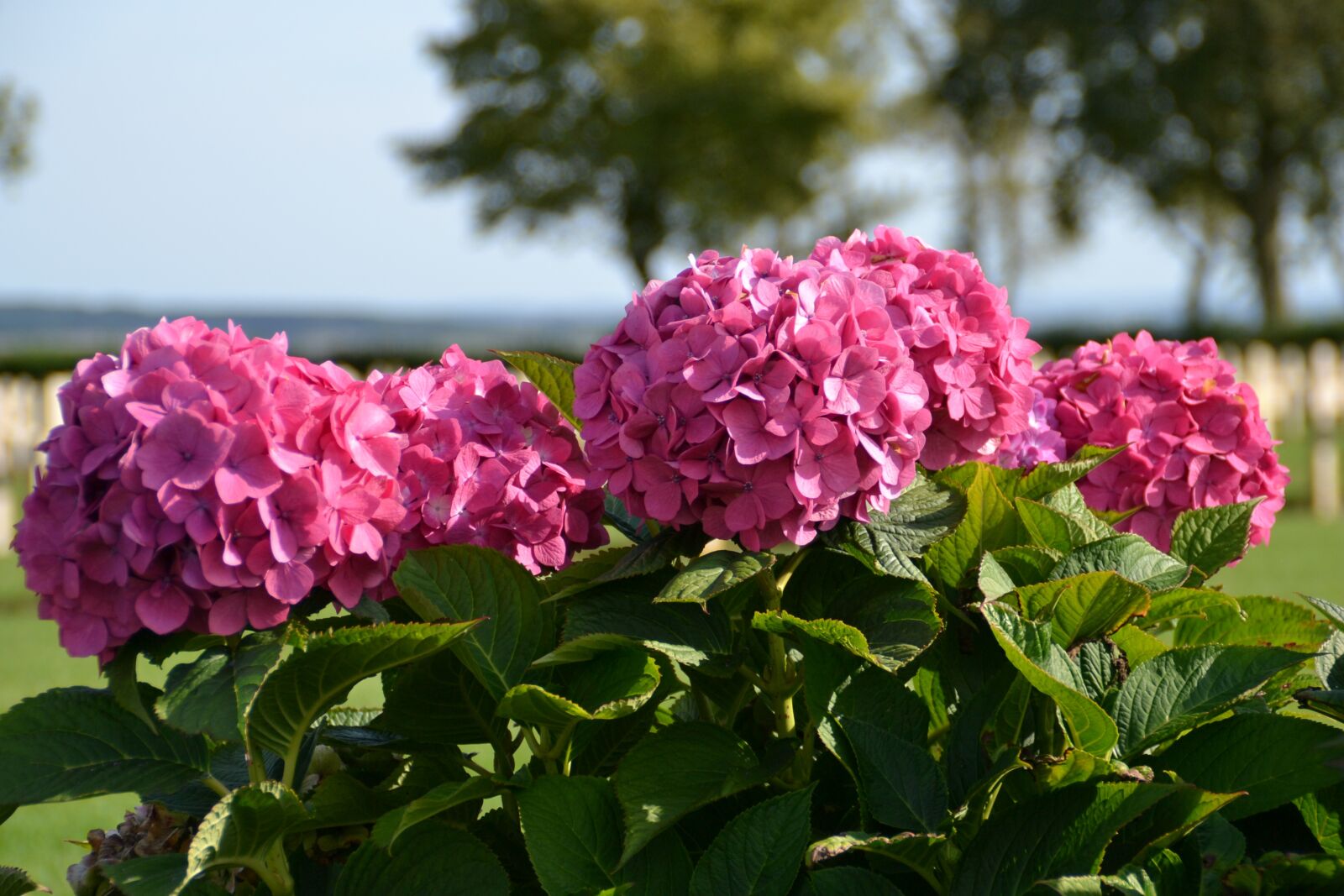 Nikon D3100 sample photo. Flower, red, rose photography