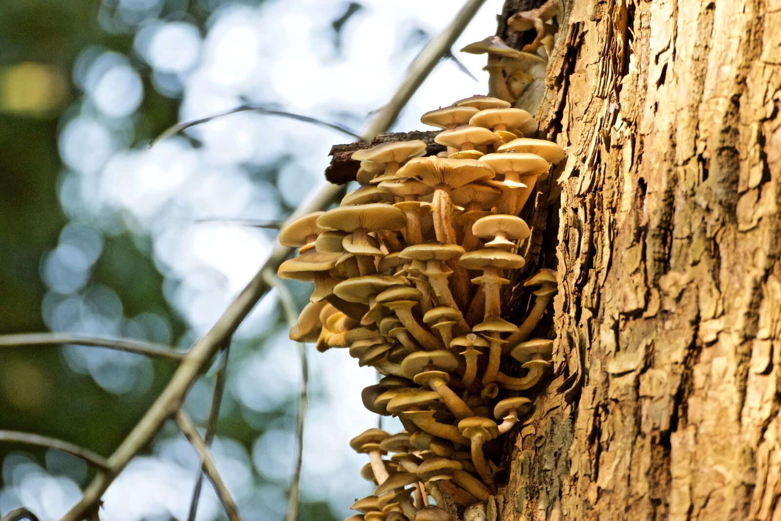 Nikon D3300 sample photo. Close, up, nature, wood photography
