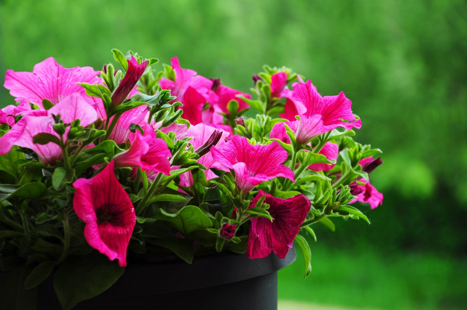 Nikon D5000 sample photo. Flowers, surfinia, pink photography