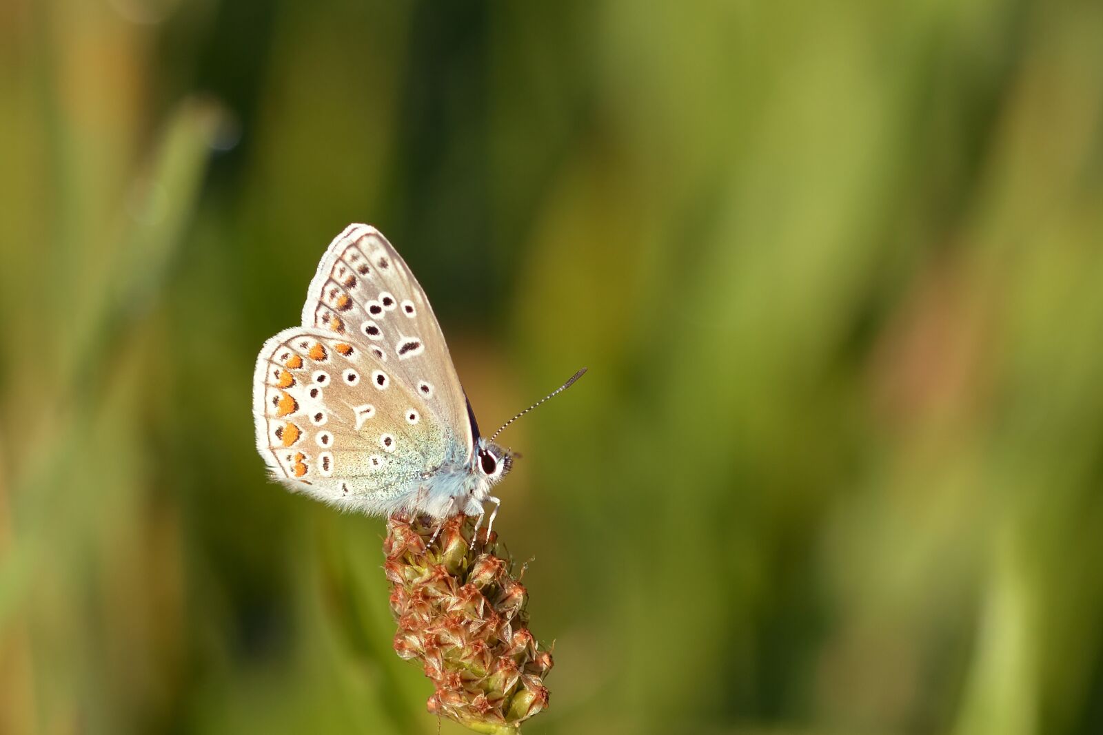 Nikon D5200 sample photo. Butterfly, hauhechel blue, wings photography