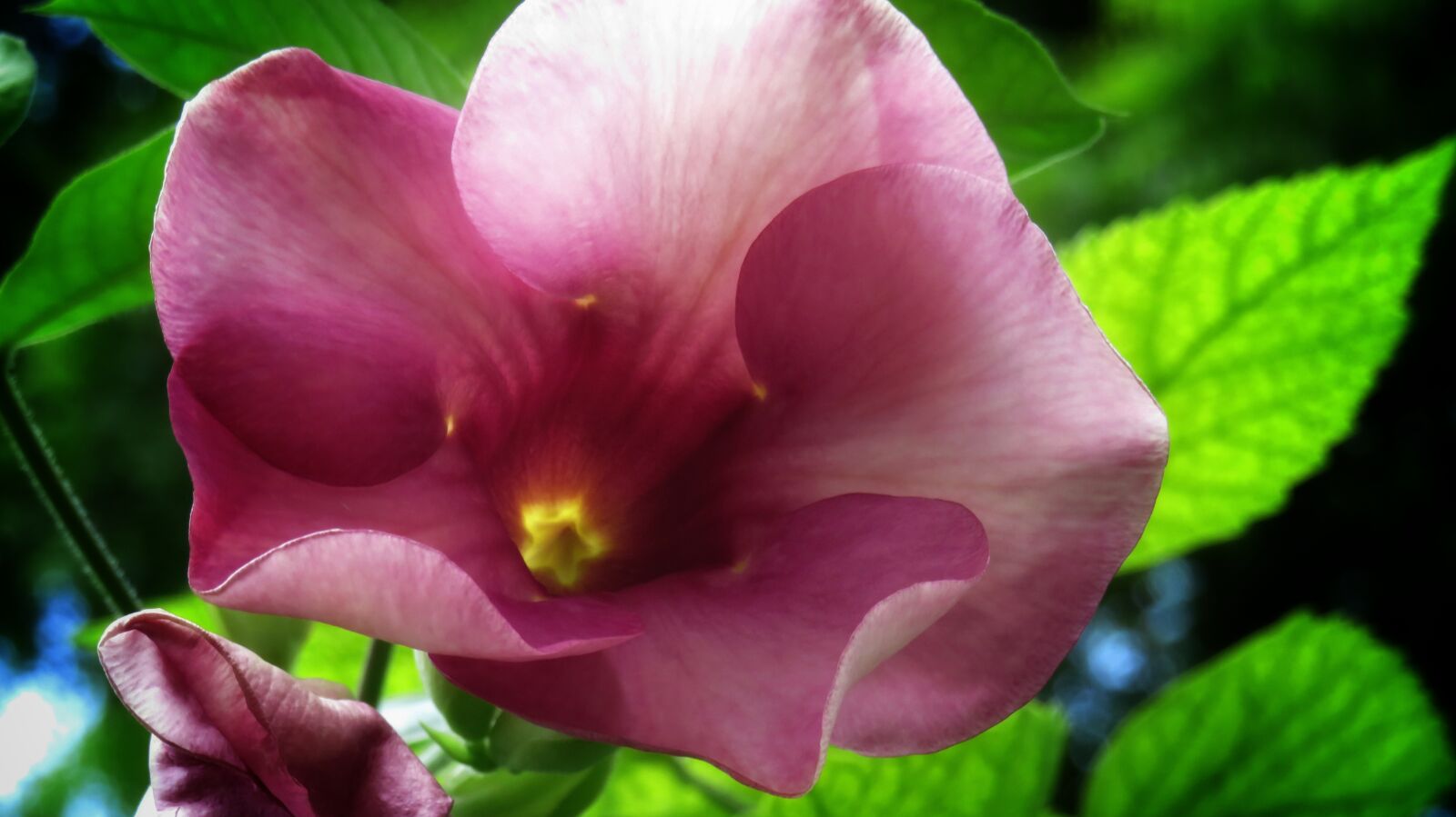 Canon PowerShot SX540 HS sample photo. Mandeville, flower, garden photography