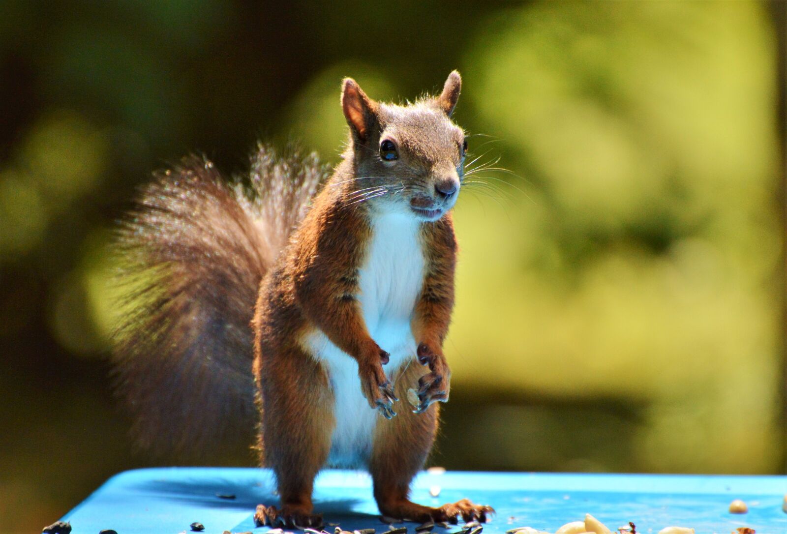 Nikon D3200 sample photo. Squirrel, nager, rodent photography