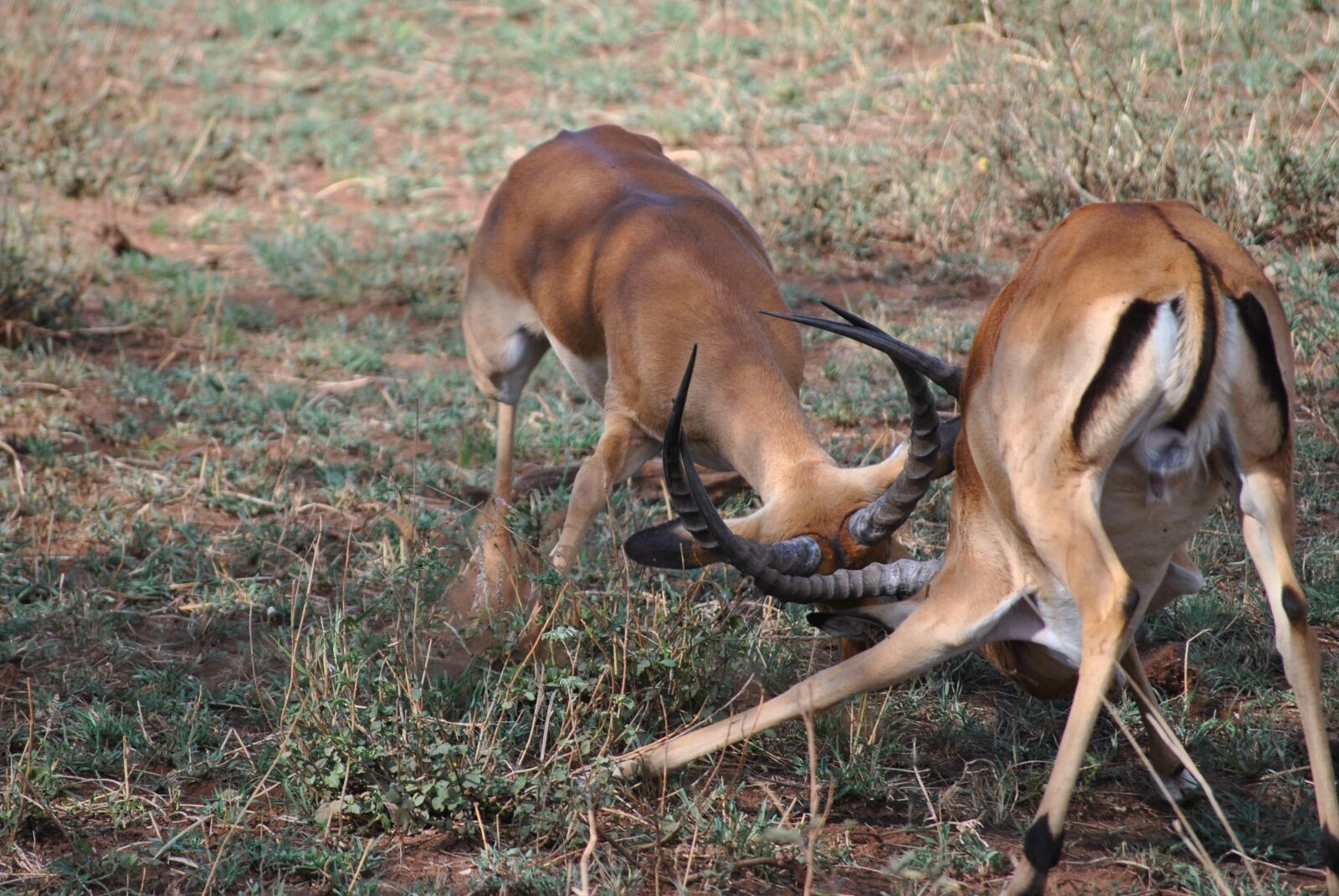 Nikon D3000 sample photo. Africa, tanzania, national park photography