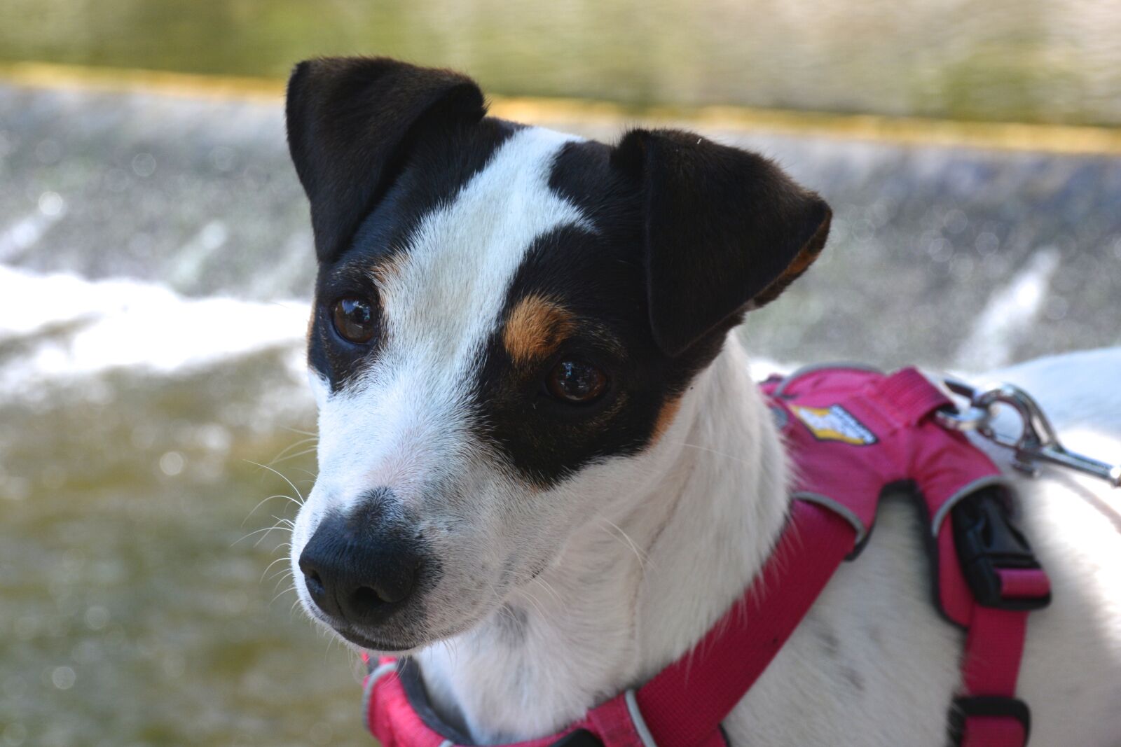 Nikon D7100 sample photo. Jack russel, dog, harness photography