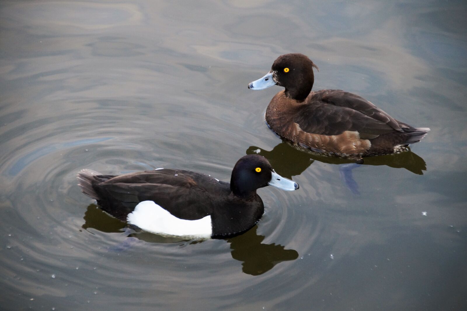 Sony SLT-A58 sample photo. Duck, polak, aythya fuligula photography