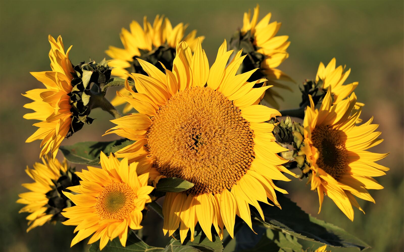 Canon EF 70-300 F4-5.6 IS II USM sample photo. Sunflower, plant, bush photography