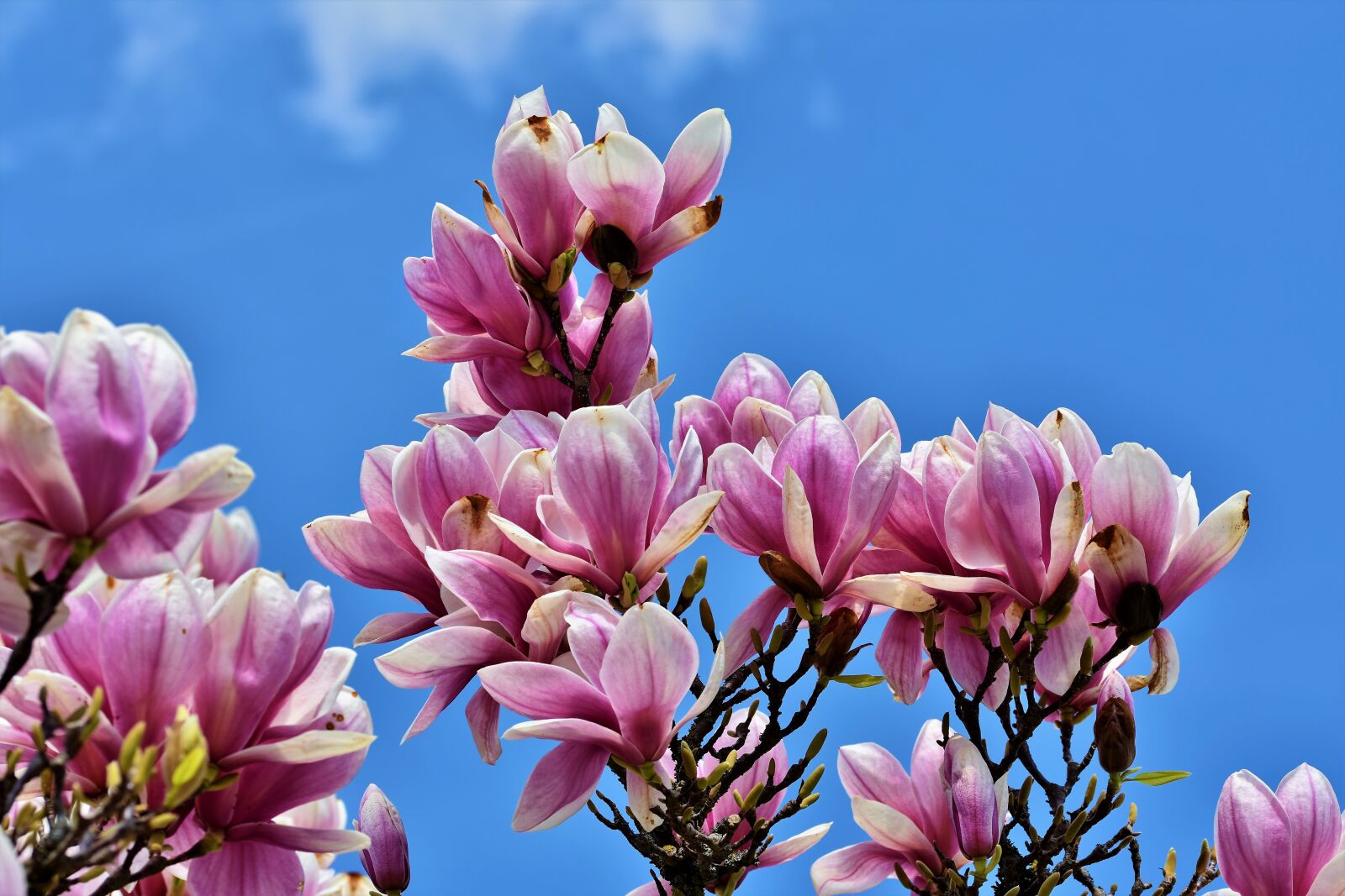 Nikon D7200 sample photo. Magnolia, magnolia tree, flowers photography