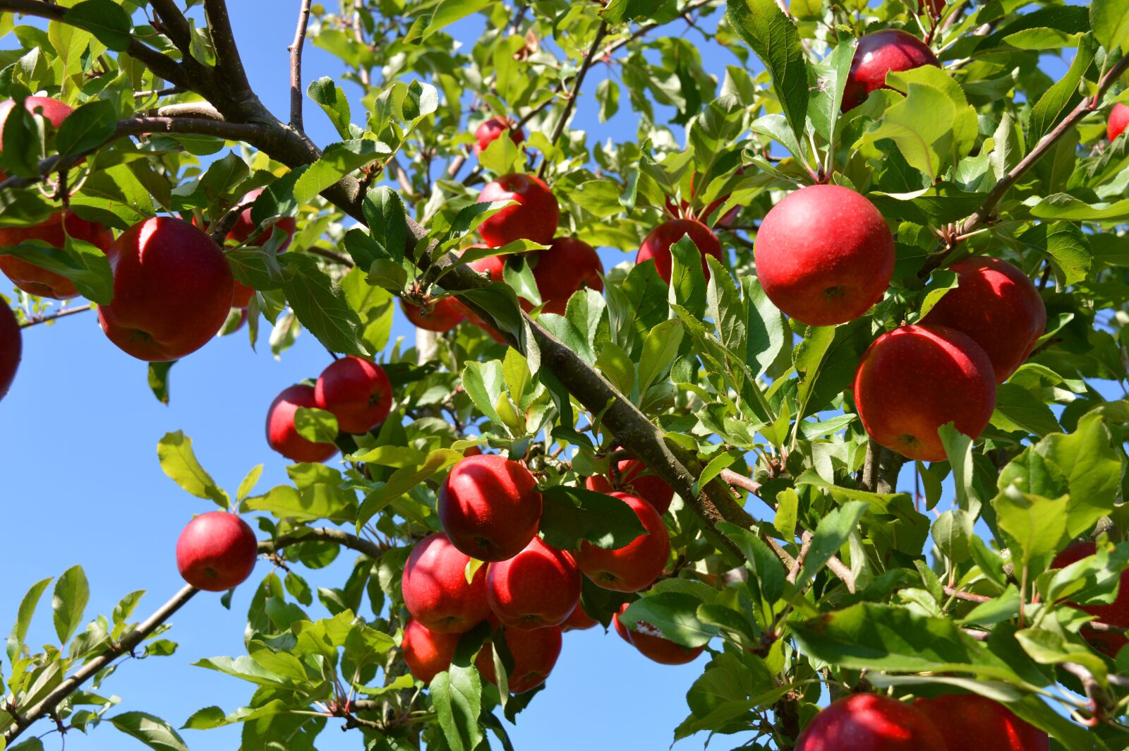 Nikon D3200 sample photo. Apple tree, fruit, apple photography