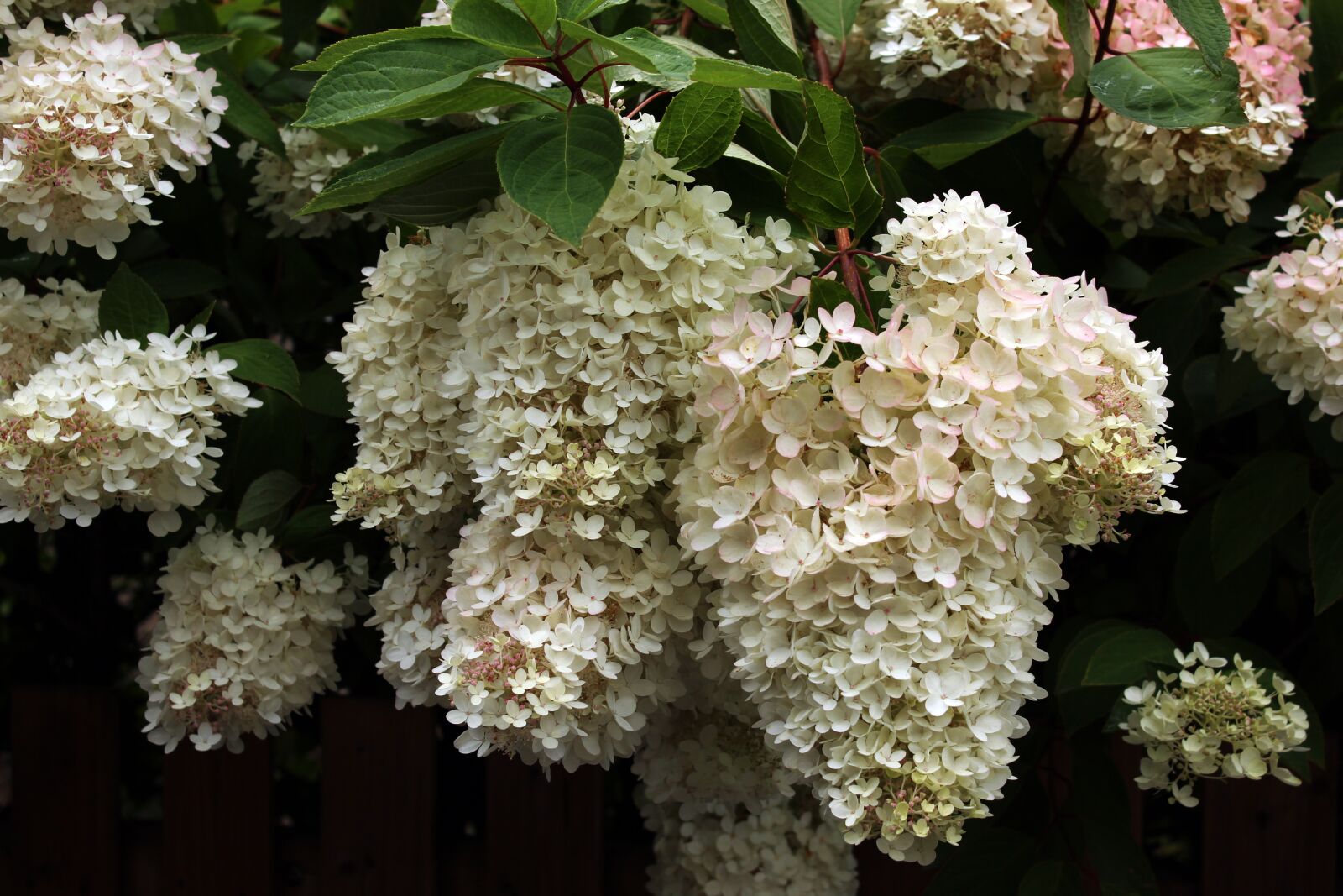 Canon EOS 600D (Rebel EOS T3i / EOS Kiss X5) sample photo. Hydrangea, flowers, blossom photography