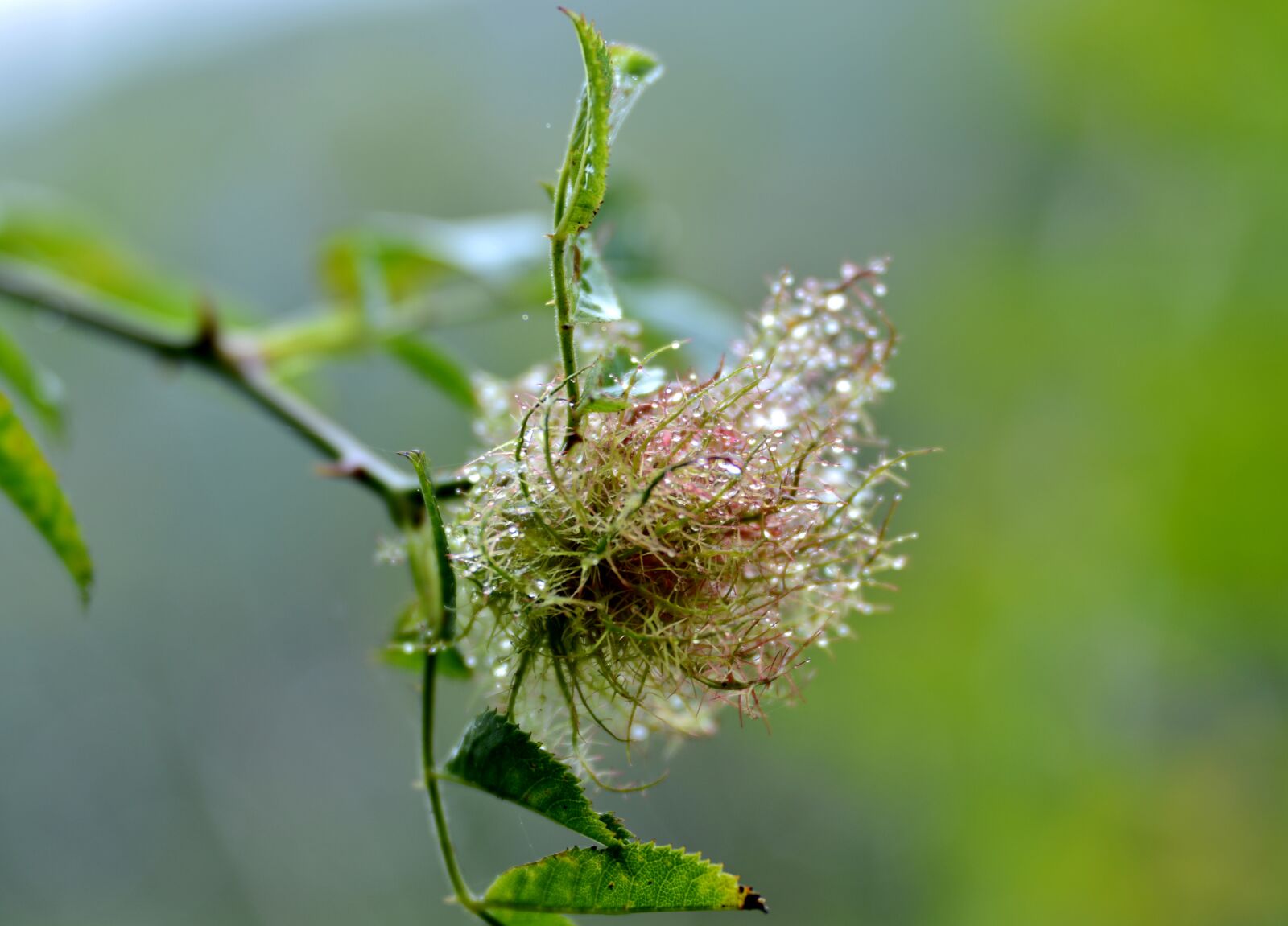 Nikon D600 sample photo. Brier, nature, autumn photography