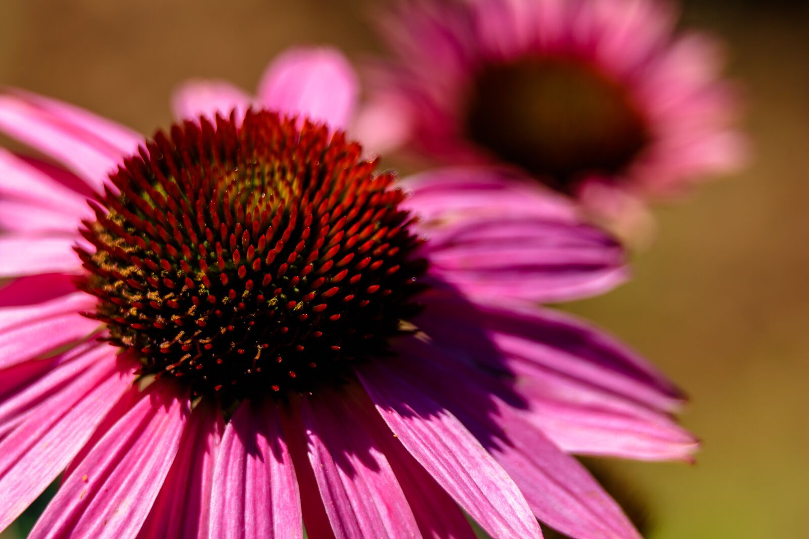 Canon EOS 80D sample photo. Flower, blossom, bloom photography