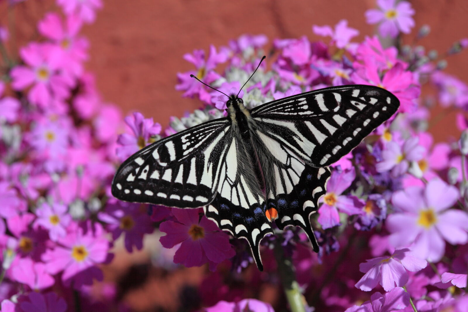 Canon EF 100mm F2.8 Macro USM sample photo. White, and, black, butterfly photography