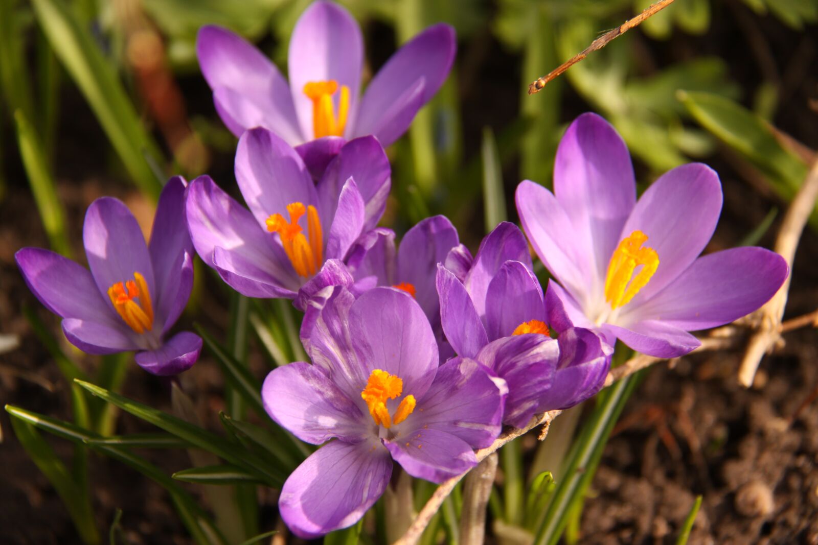 Canon EOS 50D sample photo. Crocus, purple, flower photography