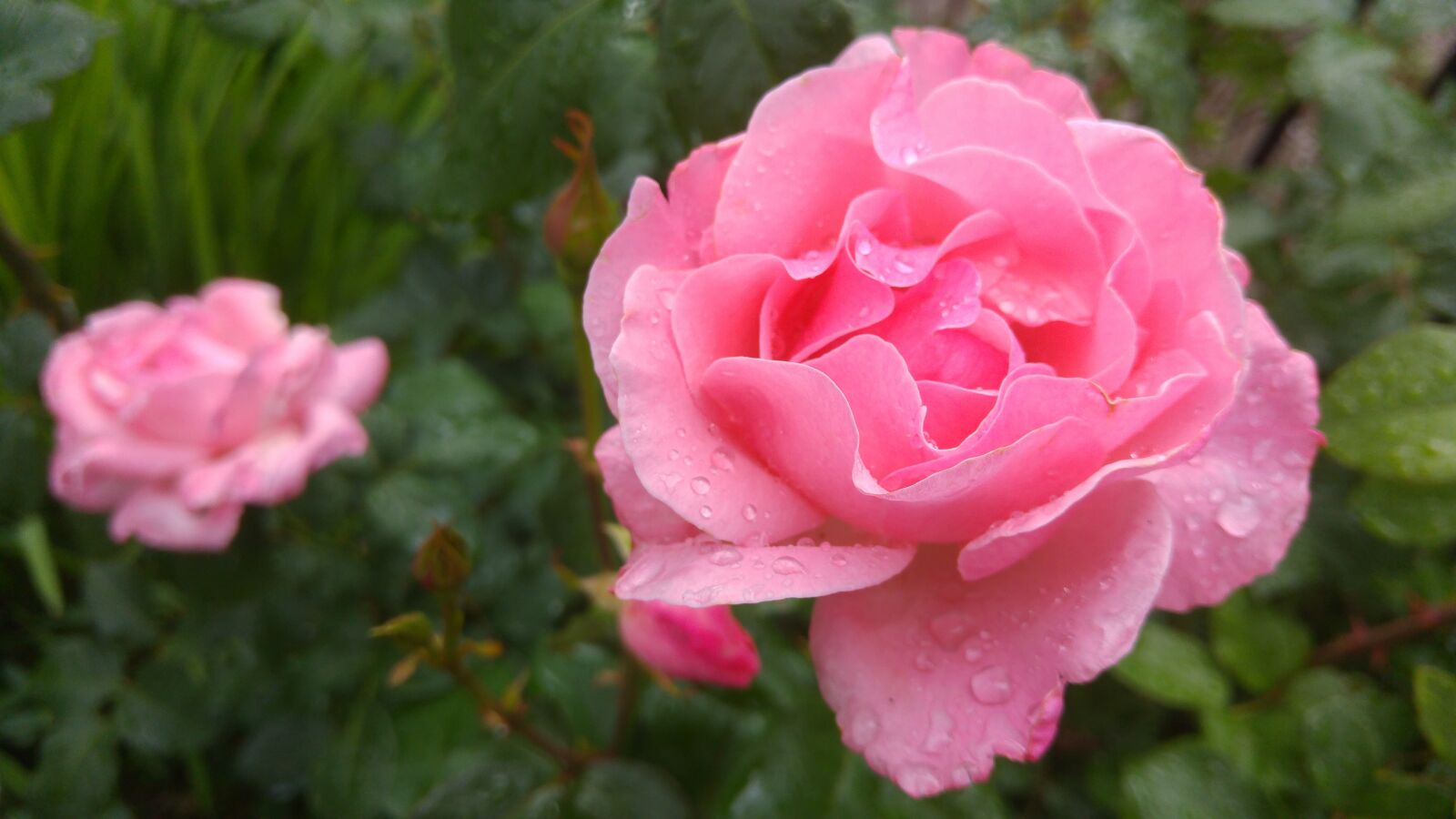 LG G4 sample photo. Flower, rose, garden photography