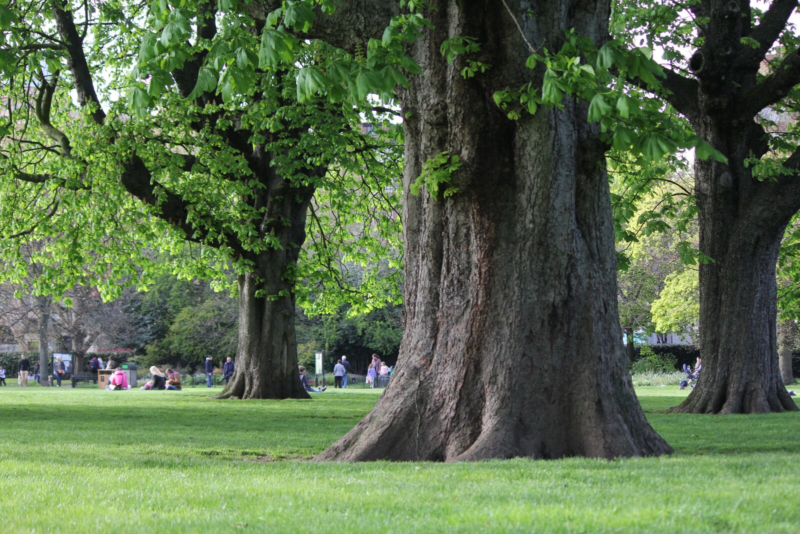 Canon EOS 60D sample photo. Tree, park, london photography