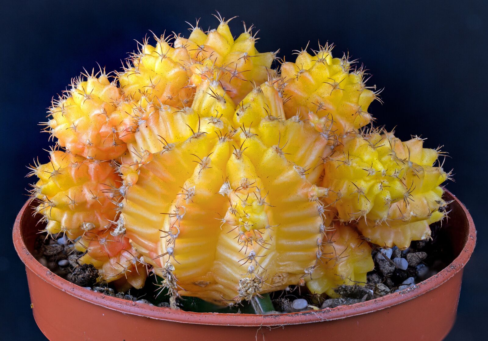 Canon EF 100mm F2.8L Macro IS USM sample photo. Cactus, succulent, plant photography