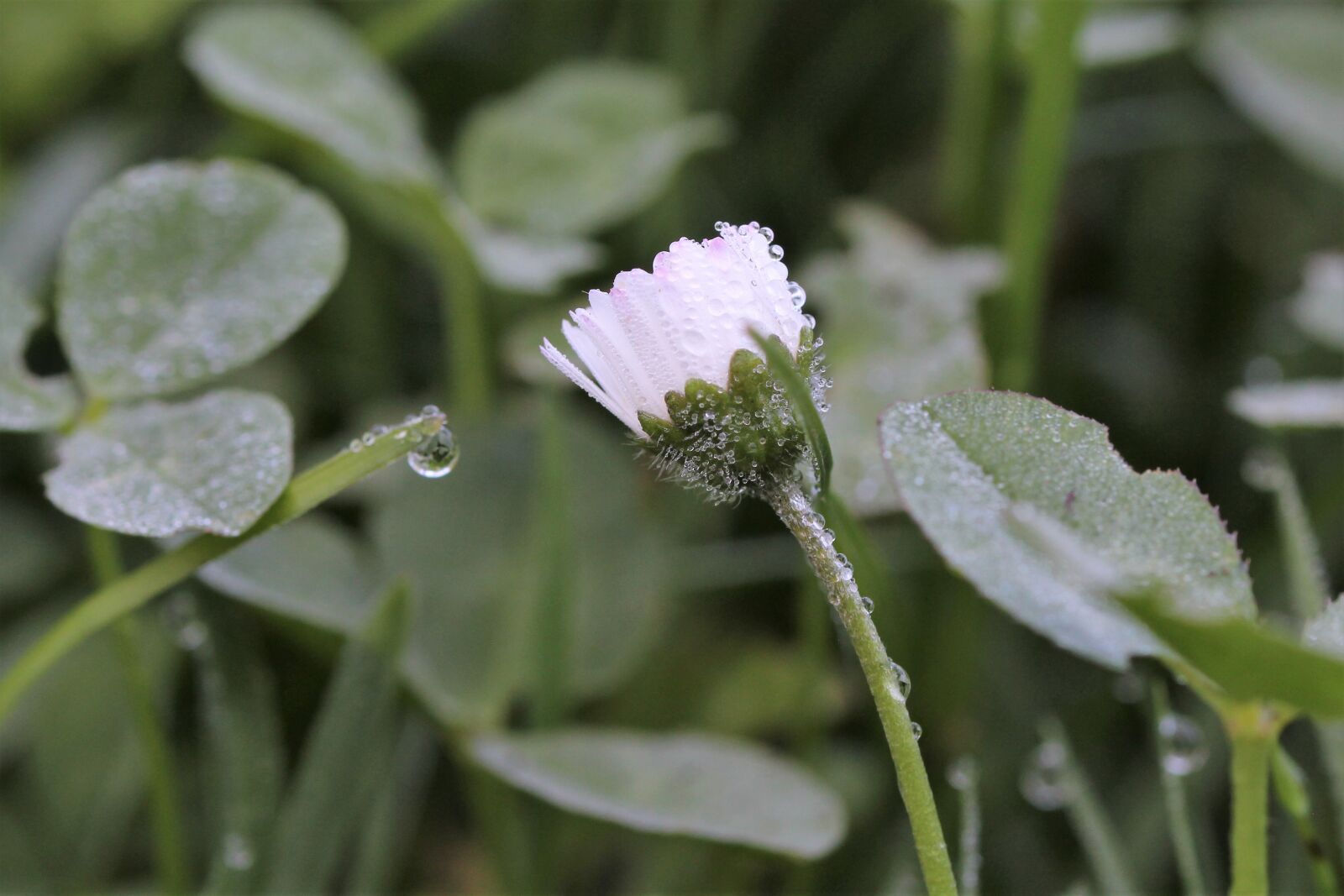 Canon EOS 1200D (EOS Rebel T5 / EOS Kiss X70 / EOS Hi) sample photo. Daisy, dewdrop, meadow photography