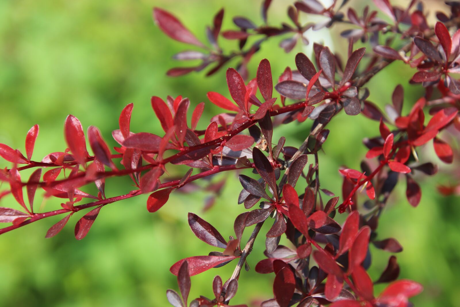 Canon EOS 800D (EOS Rebel T7i / EOS Kiss X9i) sample photo. Red foliage, red leaves photography