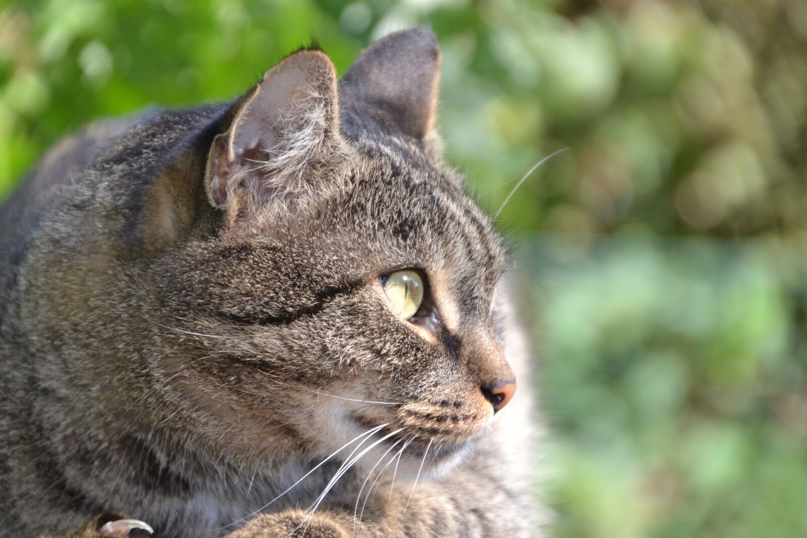 Nikon D3100 sample photo. Cat, domestic cat, mackerel photography