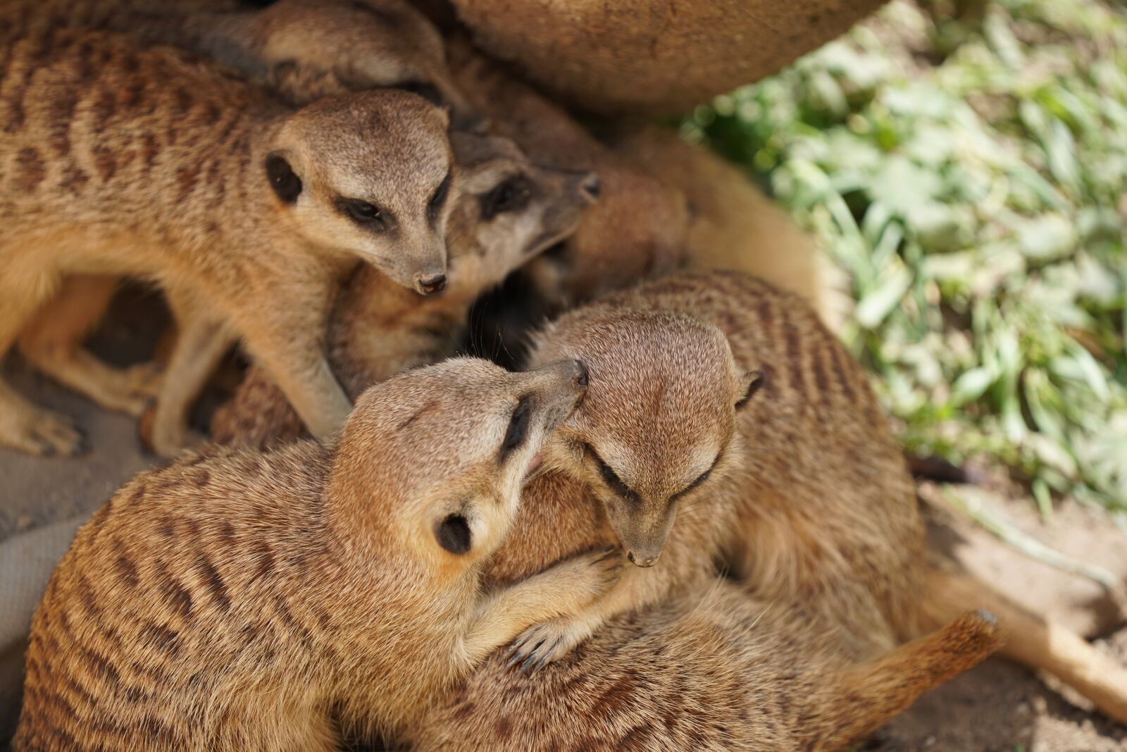 Sony FE 70-200mm F2.8 GM OSS sample photo. Meerkat, mammal, zoo photography