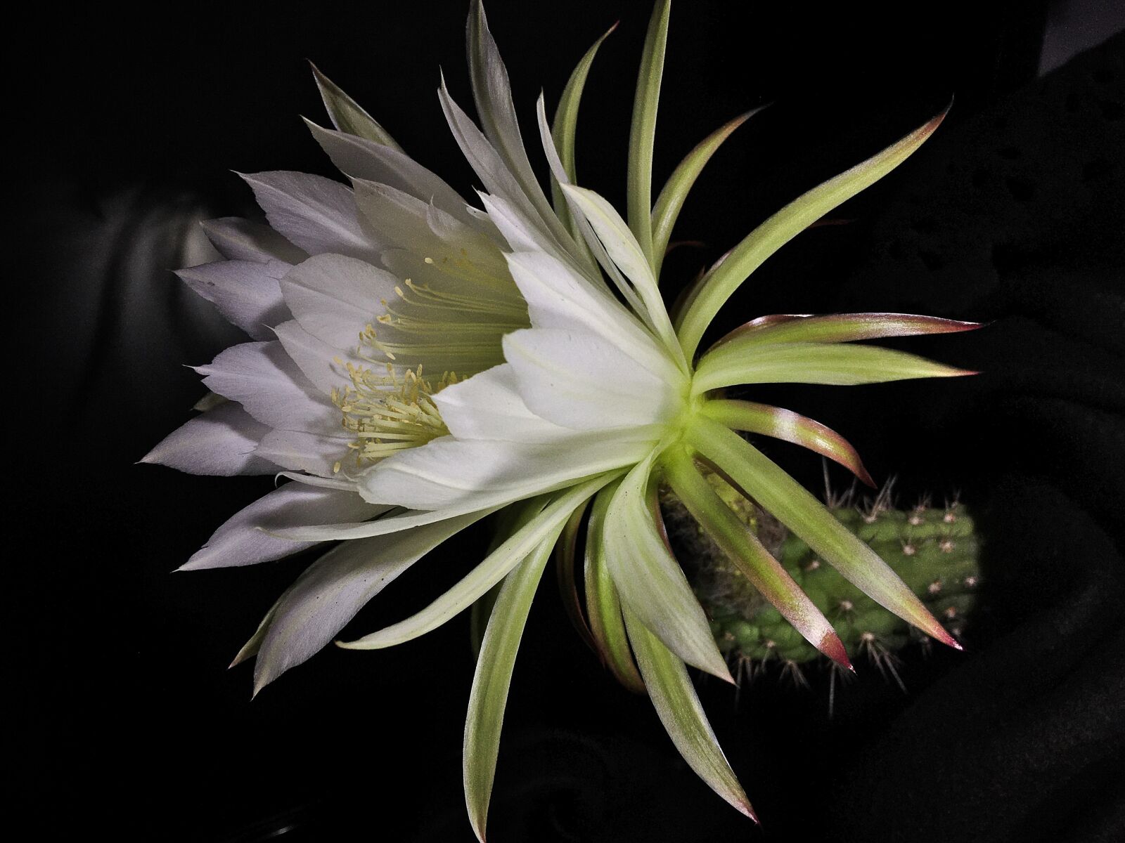 iPhone 6s Plus back camera 4.15mm f/2.2 sample photo. Cactus flower, cactus, white photography
