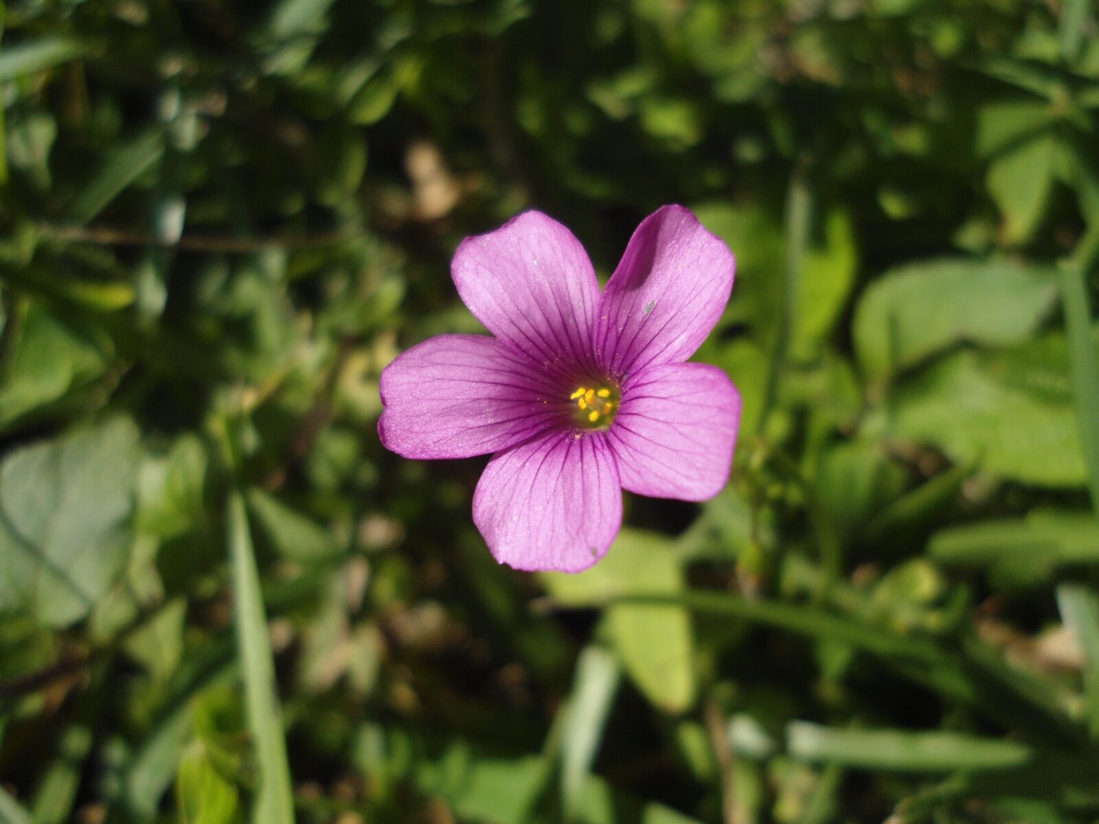 Sony Cyber-shot DSC-W510 sample photo. Flower, rosa, plant photography