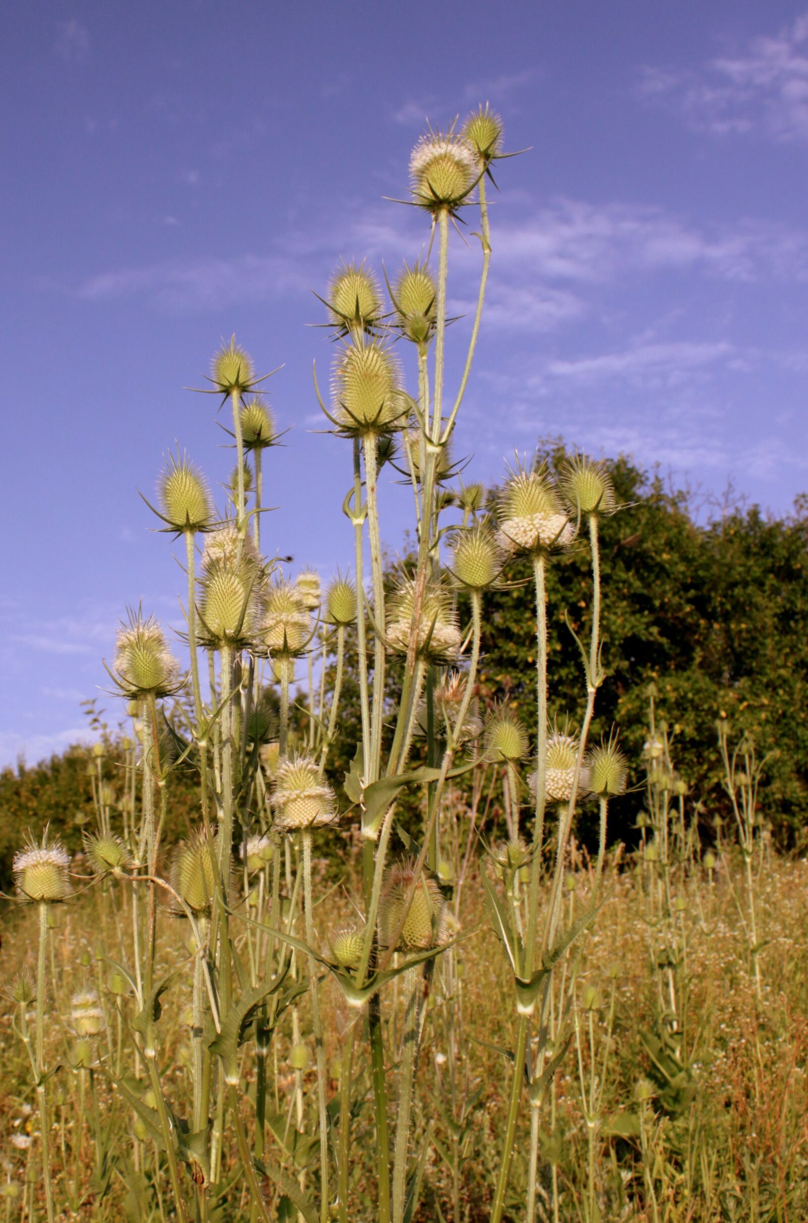 Canon EOS 500D (EOS Rebel T1i / EOS Kiss X3) sample photo. Dipsacus, laciniatus, light photography