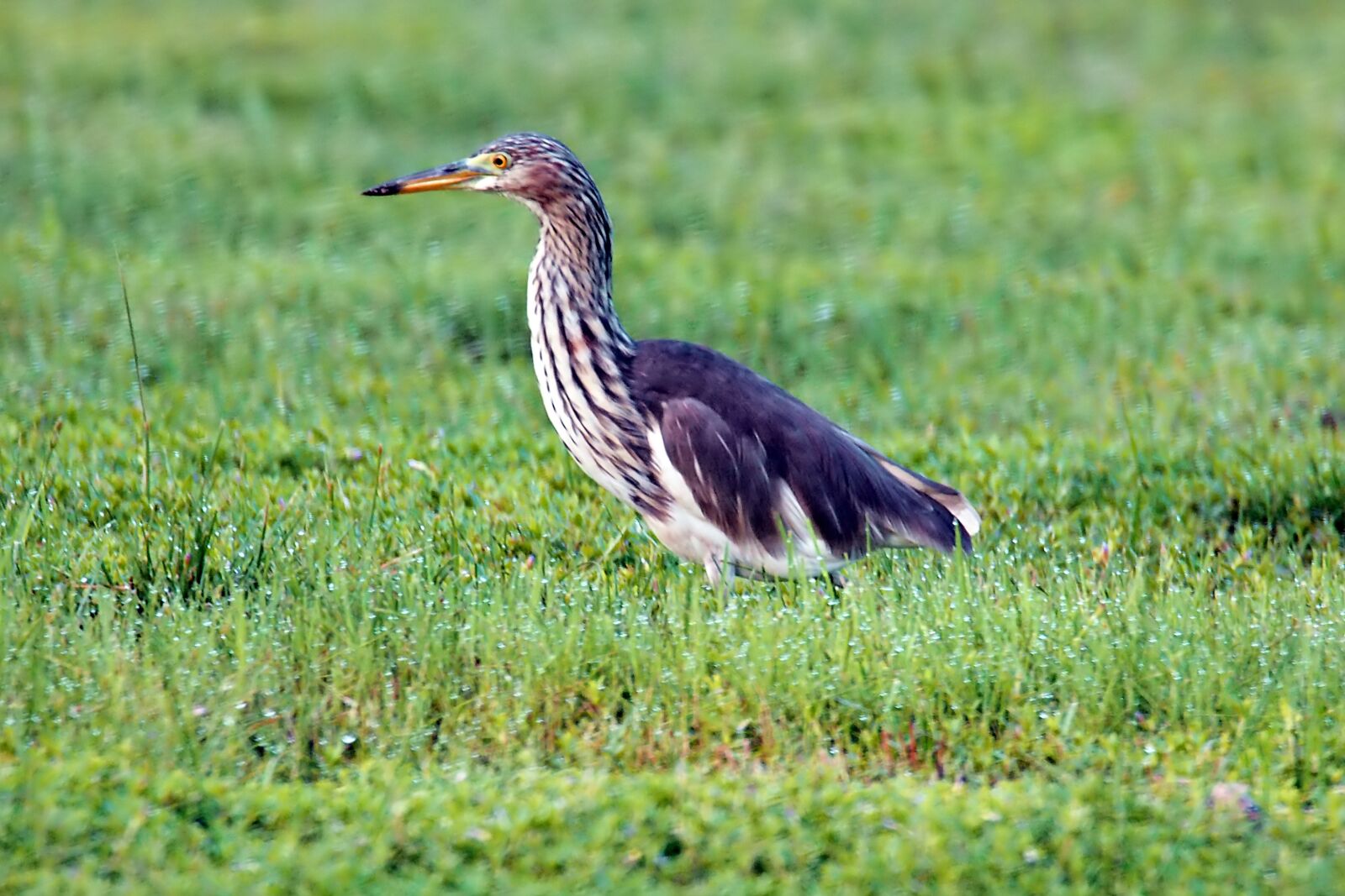 Olympus OM-D E-M1 sample photo. Pond heron, outdoor, wild photography