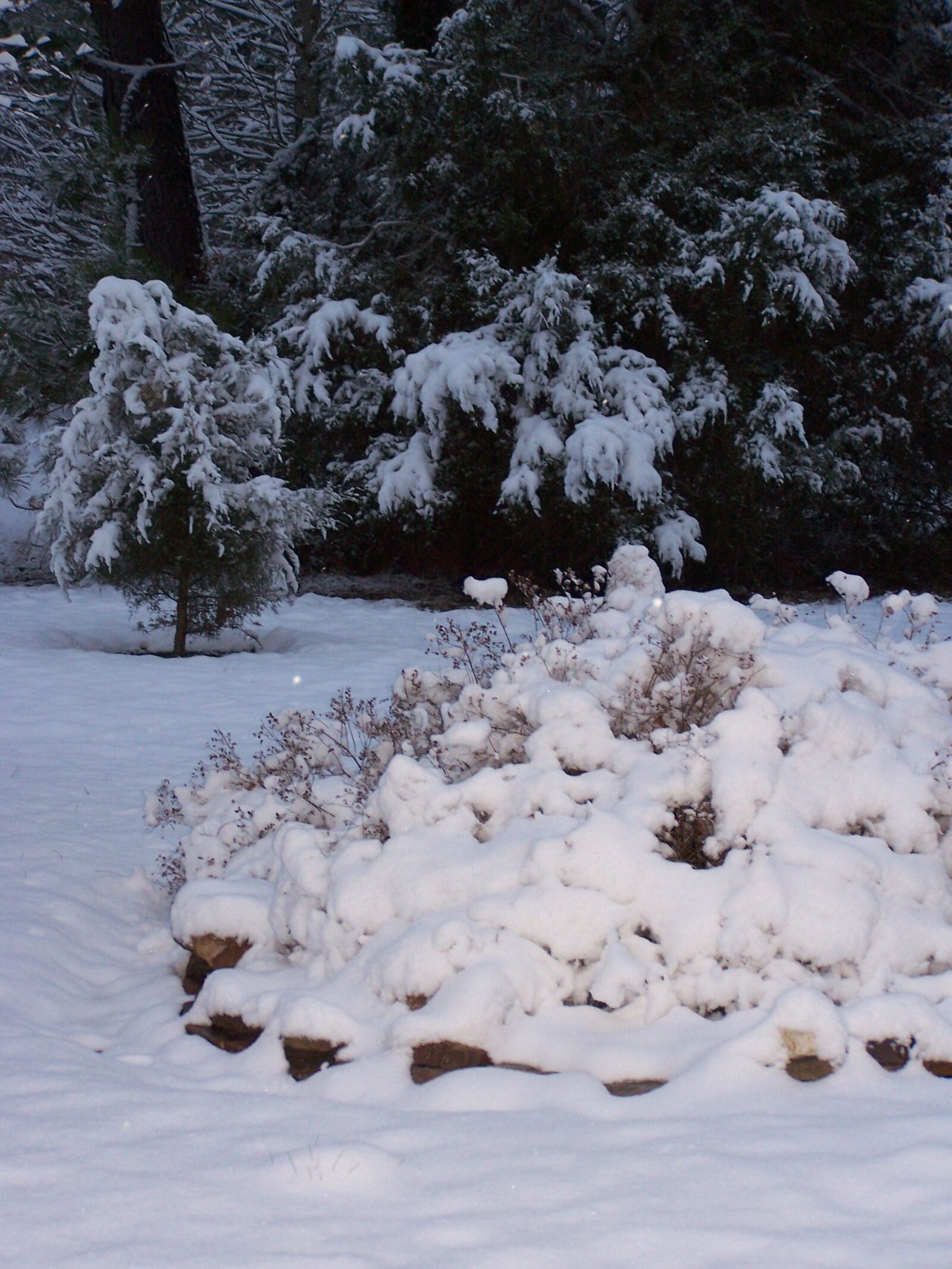 Kodak Z740 ZOOM DIGITAL CAMERA sample photo. Snow, trees, winter photography