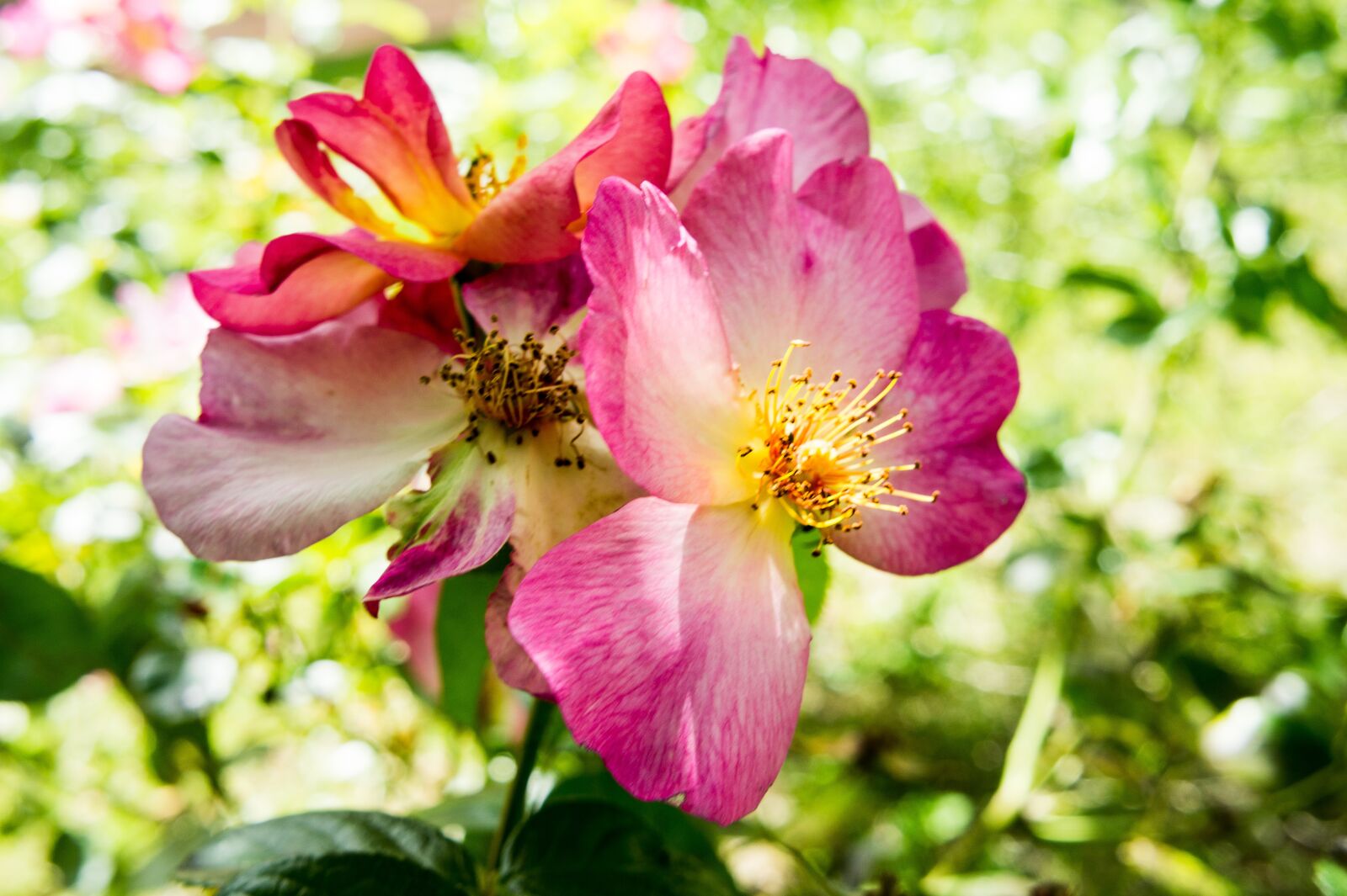 Sony Alpha NEX-3 + Sony E 18-55mm F3.5-5.6 OSS sample photo. Roses, pink, flowers photography