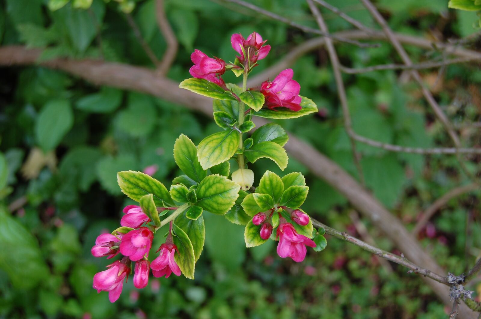 Nikon D40 sample photo. Shrub, flowers, roses photography
