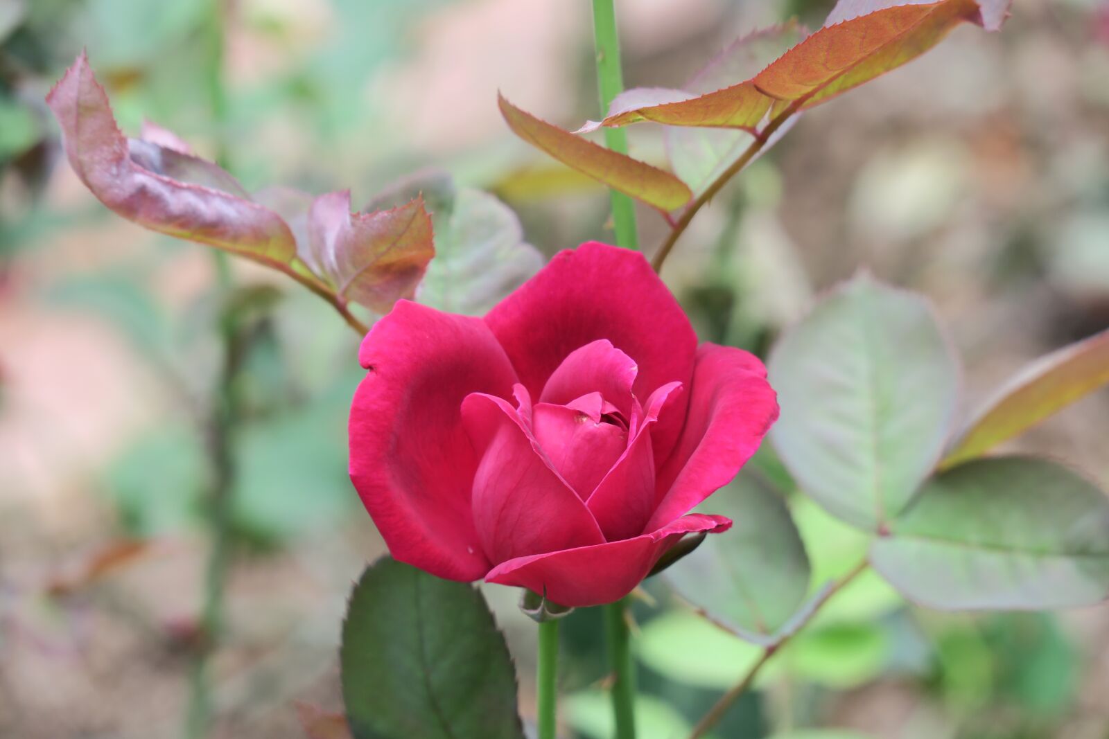 Canon PowerShot G3 X sample photo. Flower, nature, plant photography