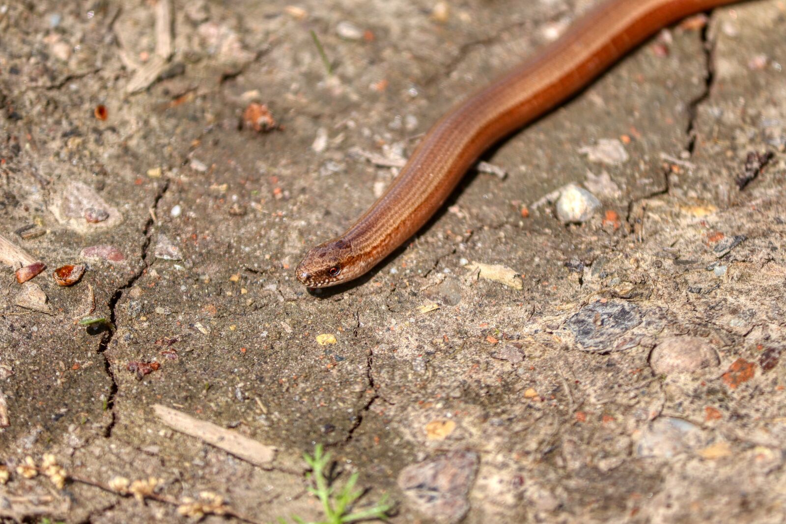 Canon EOS 80D + Canon EF-S 55-250mm F4-5.6 IS II sample photo. Snake, slow worm, animal photography