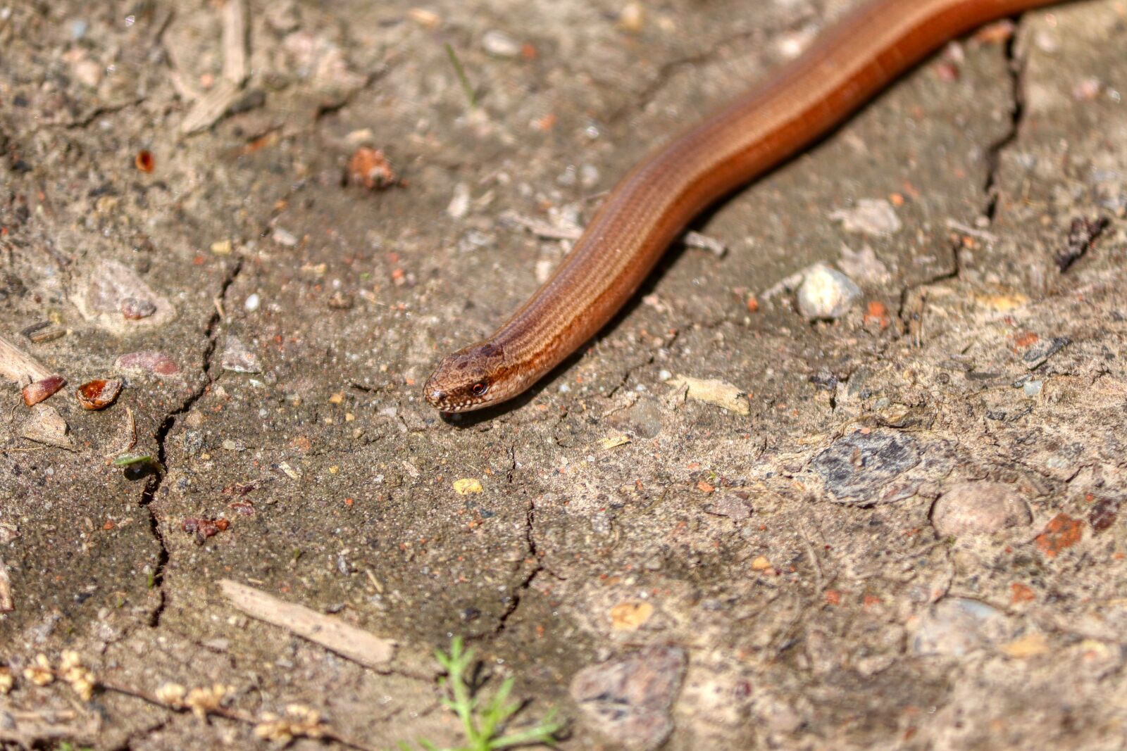 Canon EOS 80D sample photo. Snake, slow worm, animal photography